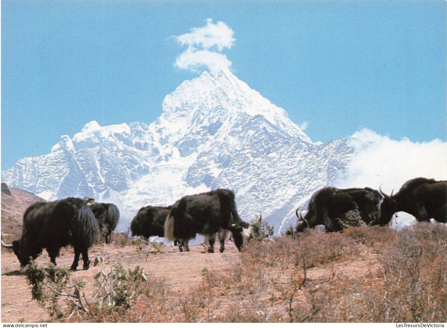 NEPAL - New Hotel Crystal - Pokhara - Nepal - Crystal Woolen Industries - Himalayan Yaks - Carte Postale - Nepal