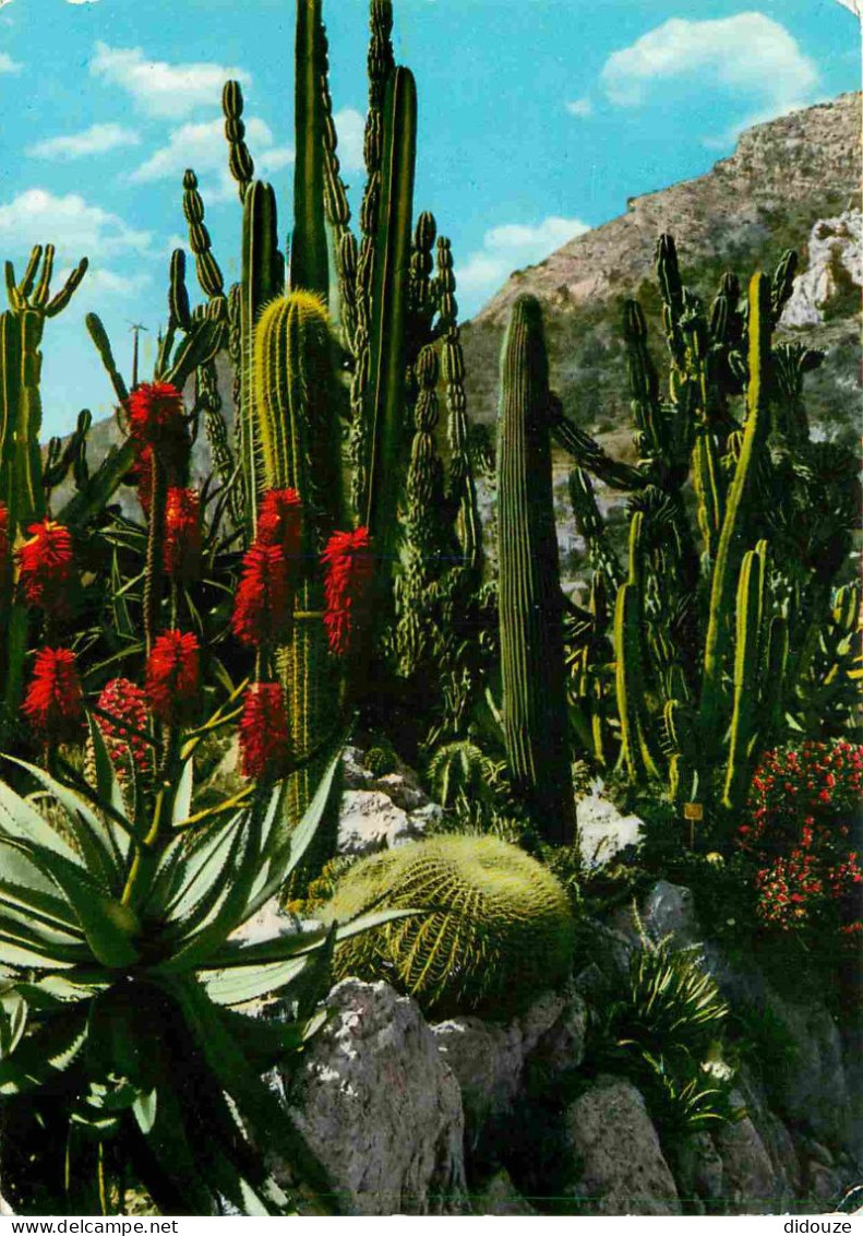Fleurs - Plantes - Cactus - Principauté De Monaco - Le Jardin Exotique - Candélabre Agave Et Coussin De Belle-mère - CPM - Sukkulenten