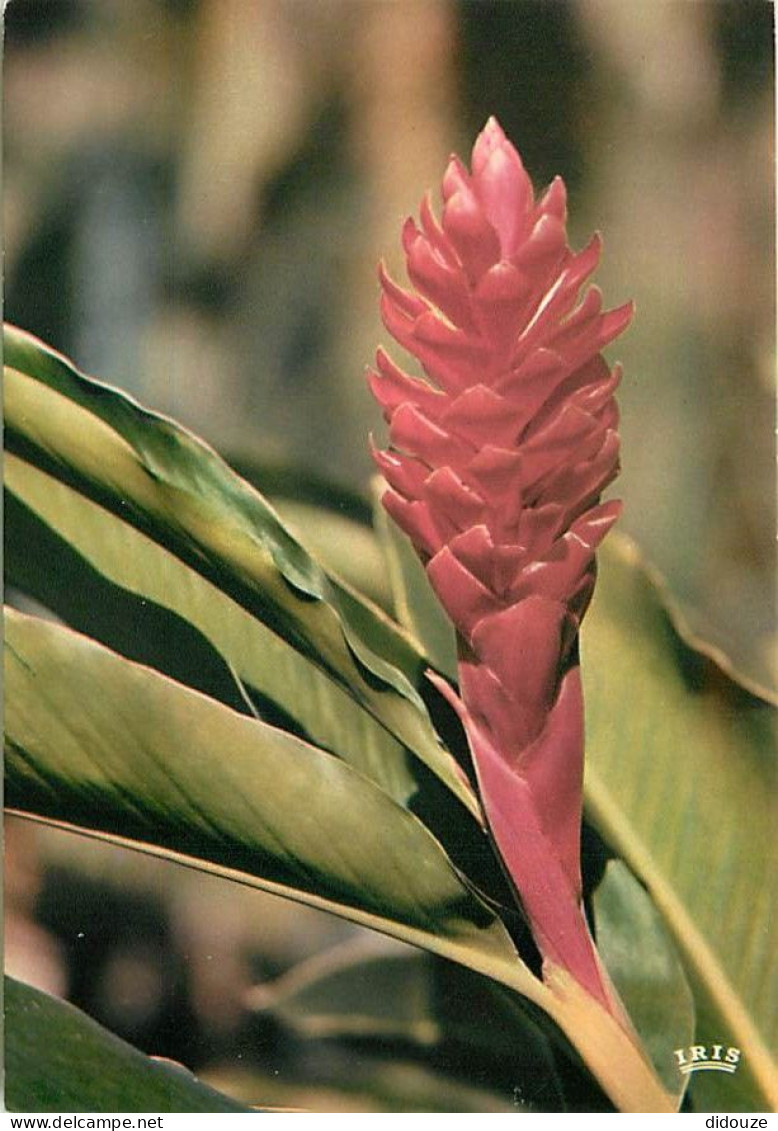 Fleurs - 5422 - Alpinia - CPM - Carte Neuve - Voir Scans Recto-Verso - Bloemen