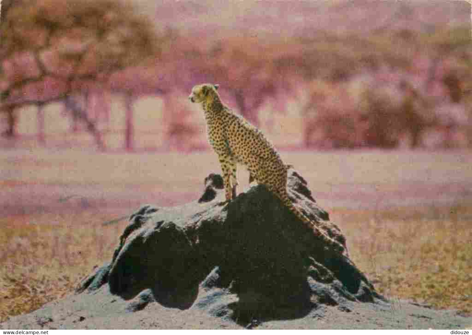 Animaux - Fauves - Guépard - Cheetah - CPM - Carte Neuve - Voir Scans Recto-Verso - Autres & Non Classés