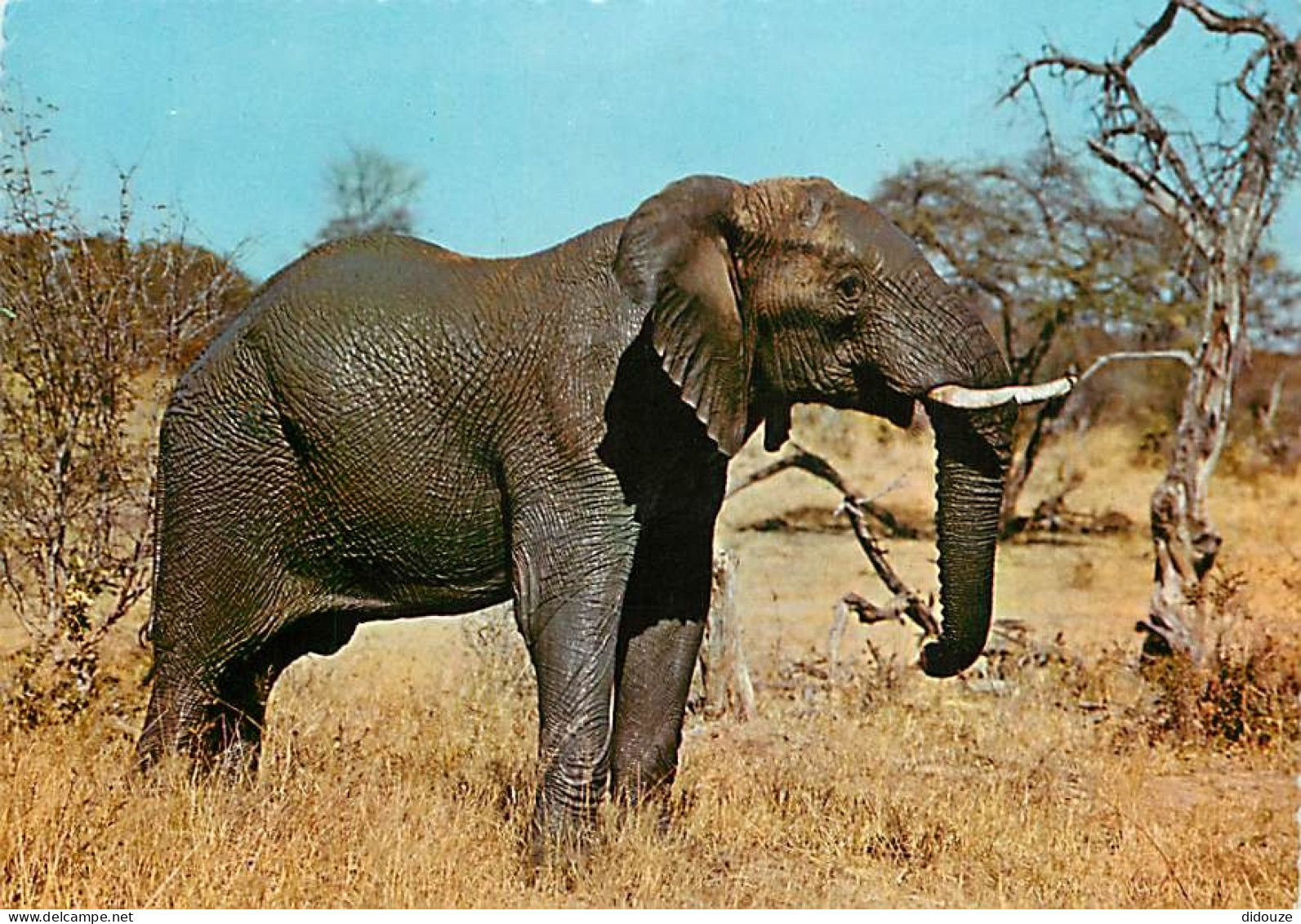 Animaux - Eléphants - Savane Africaine - CPM - Voir Scans Recto-Verso - Elefanten