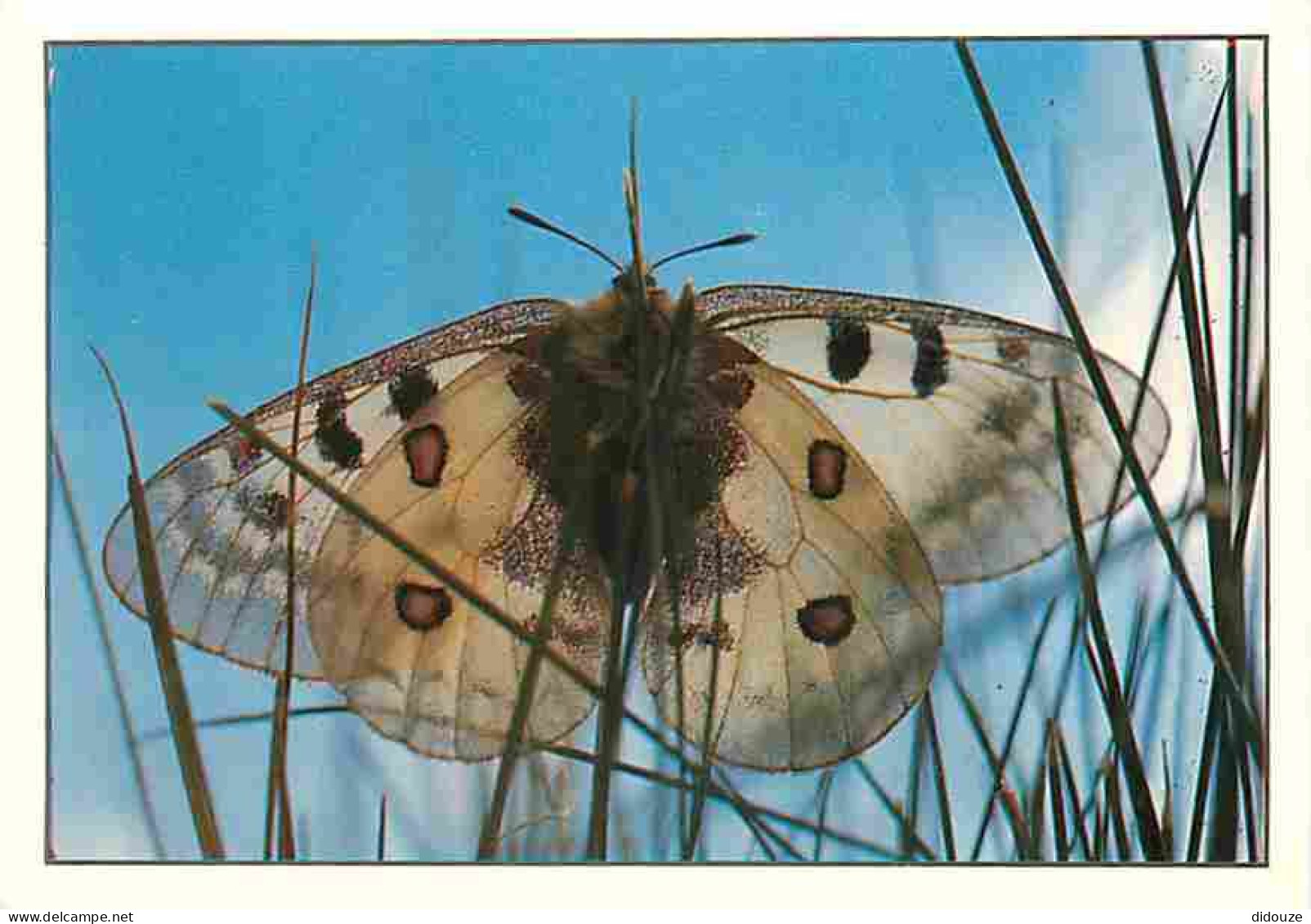 Animaux - Papillons - Flore Des Alpes - Papillon Apollon - CPM - Voir Scans Recto-Verso - Papillons
