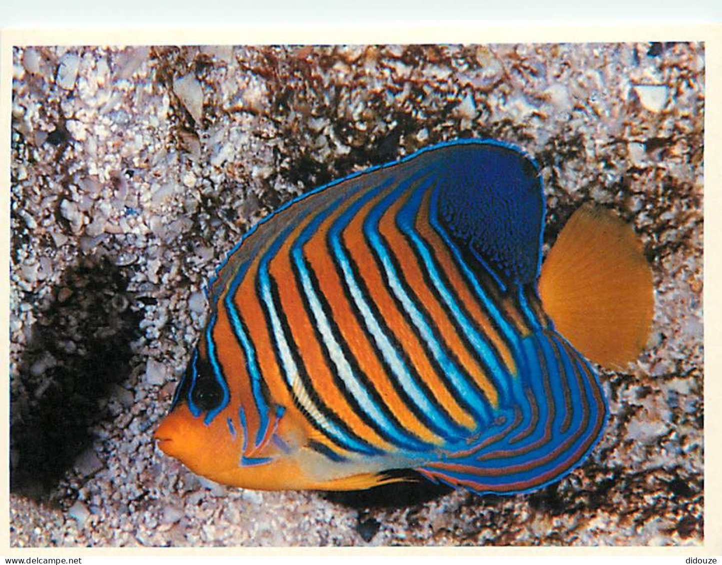 Animaux - Poissons - Aquarium De La Rochelle - 4 - Poisson Ange (Pygoplites Diacanthus) - CPM - Voir Scans Recto-Verso - Pesci E Crostacei