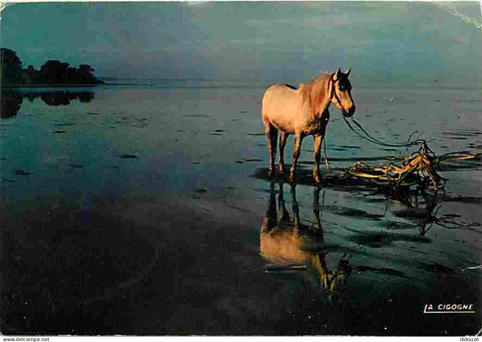 Animaux - Chevaux - Camargue - Cheval Au Bois De Bras Invert - CPM - Voir Scans Recto-Verso - Horses