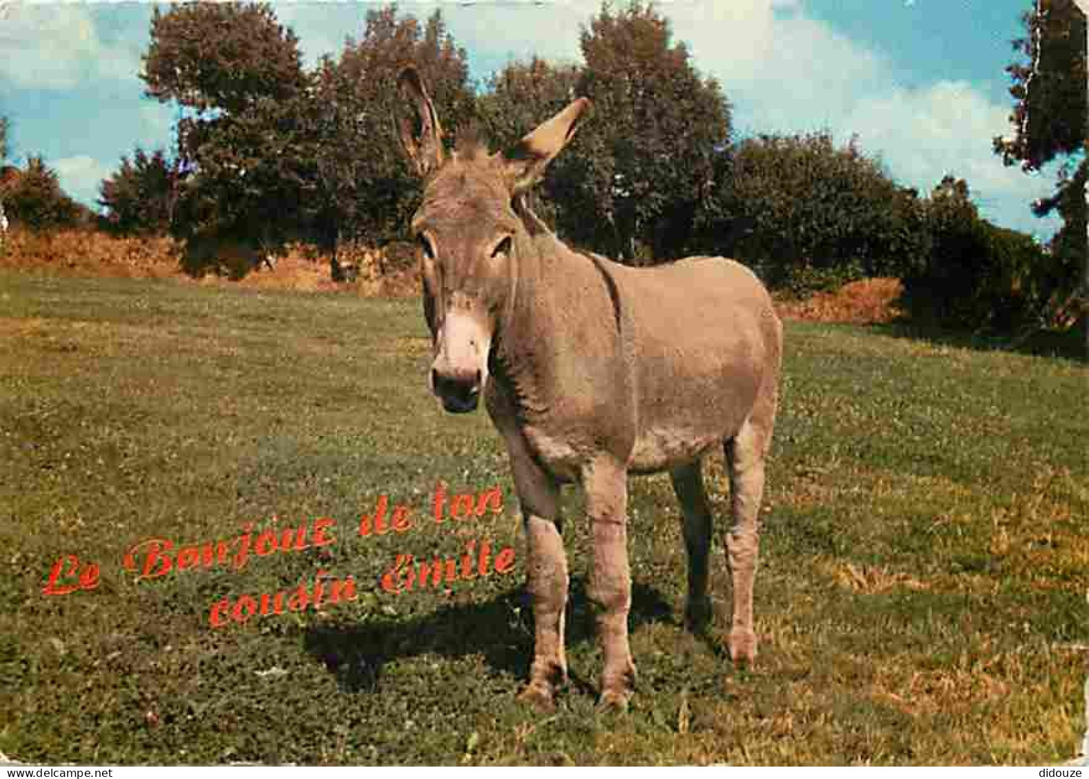 Animaux - Anes - Carte Humoristique - CPM - Voir Scans Recto-Verso - Donkeys