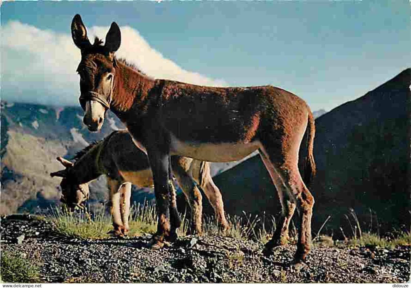 Animaux - Anes - Cadichon - Carte Neuve - CPM - Voir Scans Recto-Verso - Donkeys