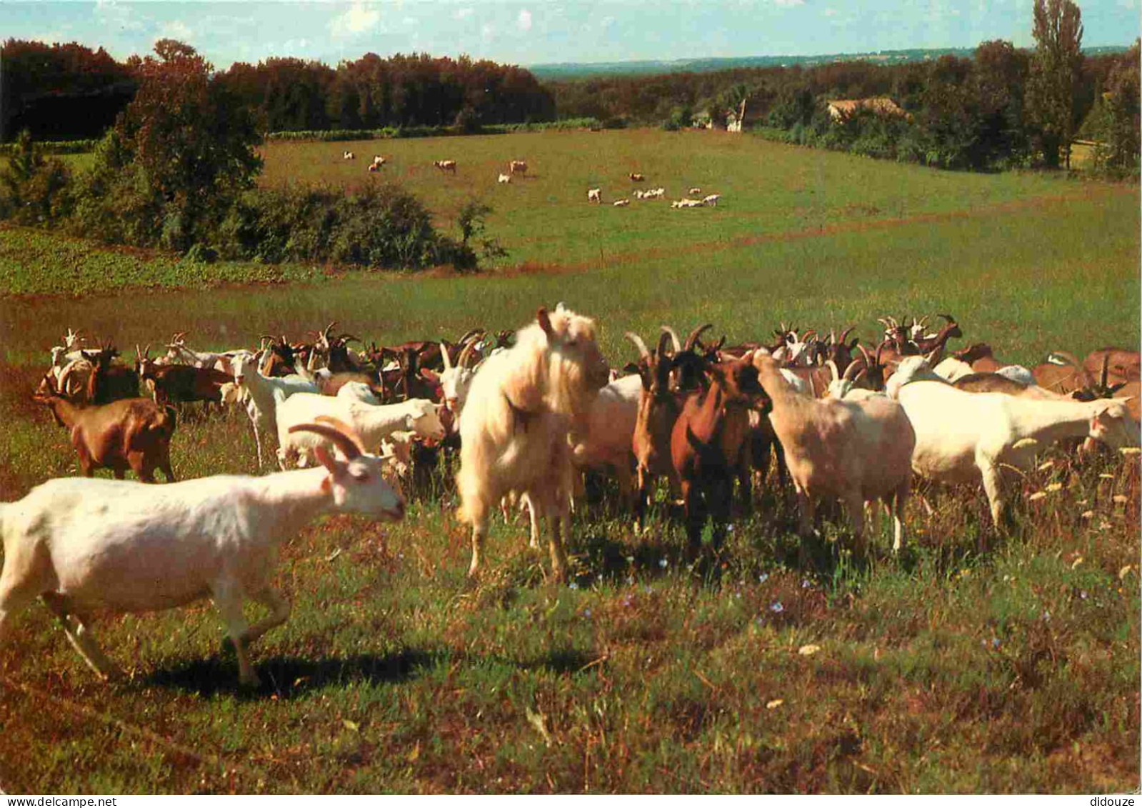 Animaux - Chèvres - Périgord - Elevage De Chèvres - CPM - Voir Scans Recto-Verso - Autres & Non Classés