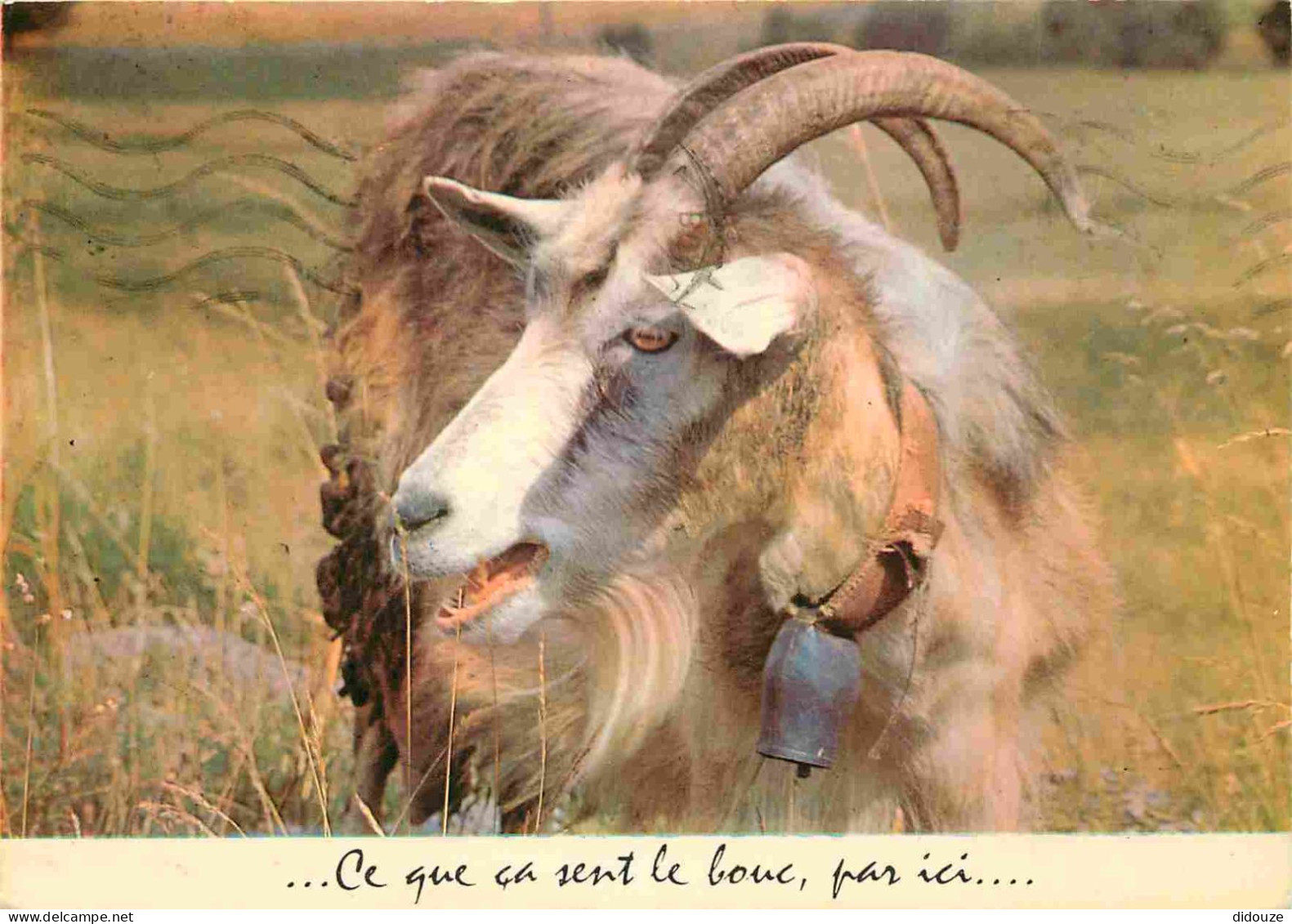 Animaux - Chèvres - Carte à Message Humoristique - CPM - Voir Scans Recto-Verso - Sonstige & Ohne Zuordnung