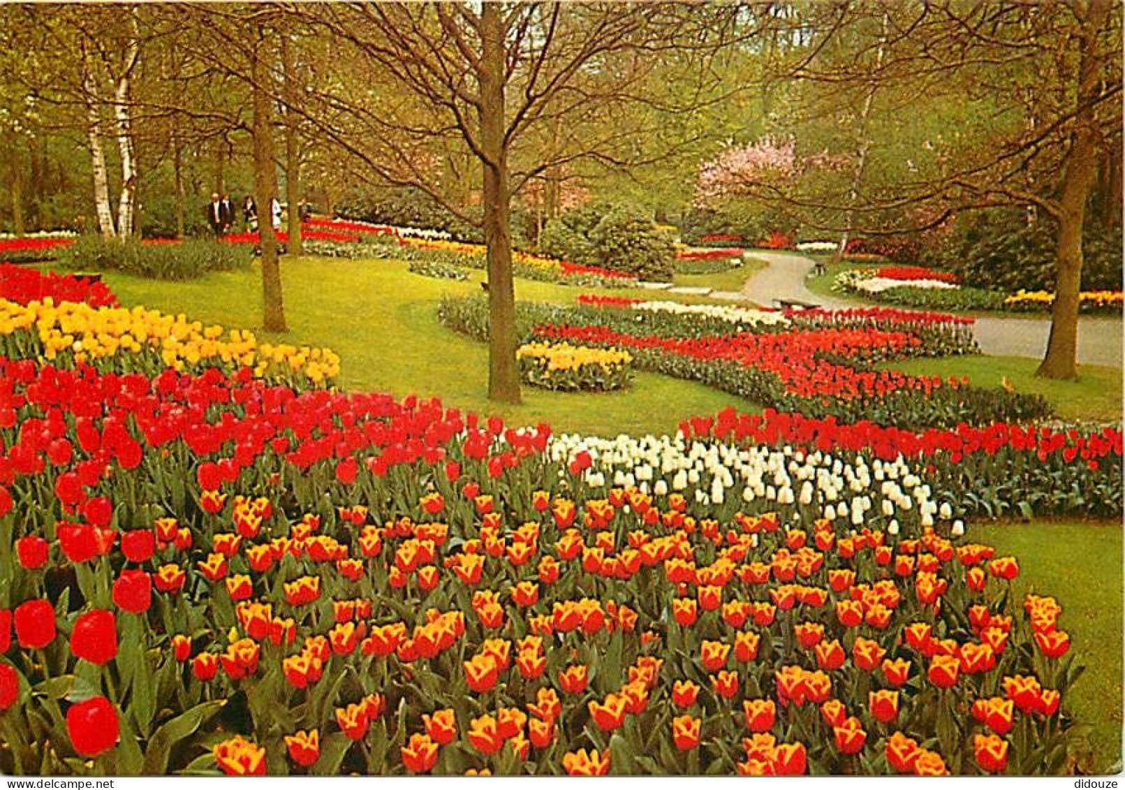 Pays-Bas - Nederland - Lisse - Keukenhof - Fleurs - CPM - Voir Scans Recto-Verso - Lisse