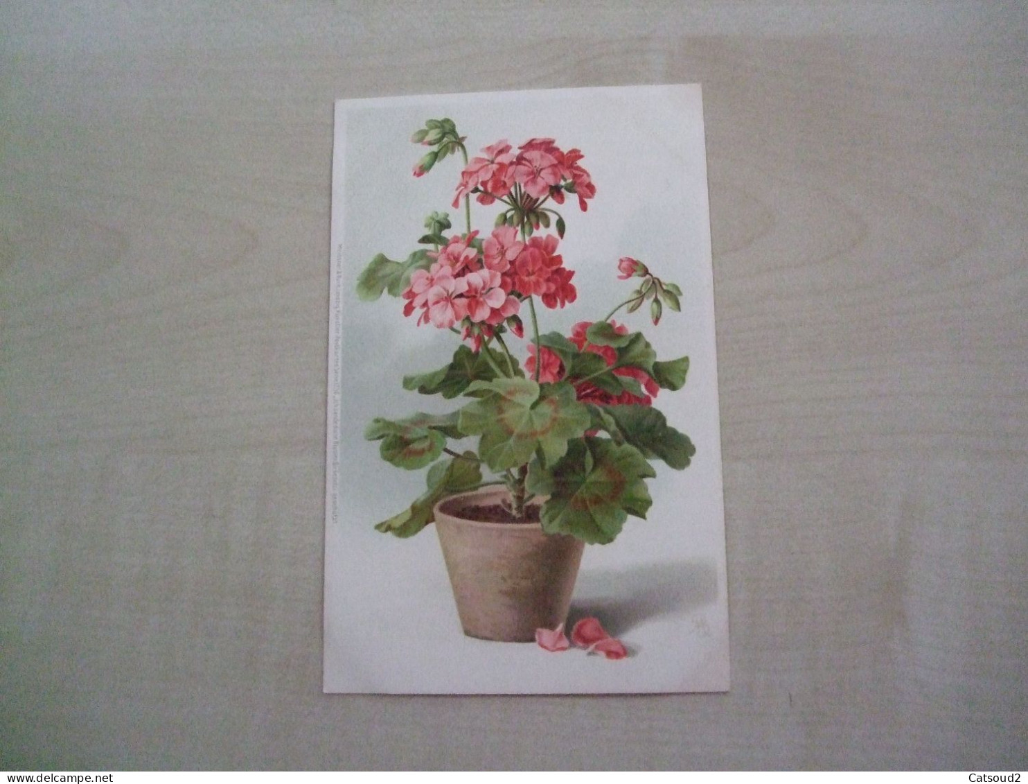 Carte Postale Ancienne FLEURS Géranium - Fleurs