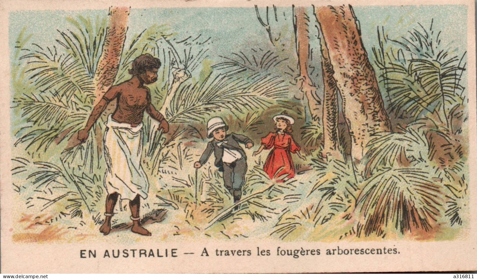 Chromo En Australie A Travers Les Fougères Arborescentes - Andere & Zonder Classificatie
