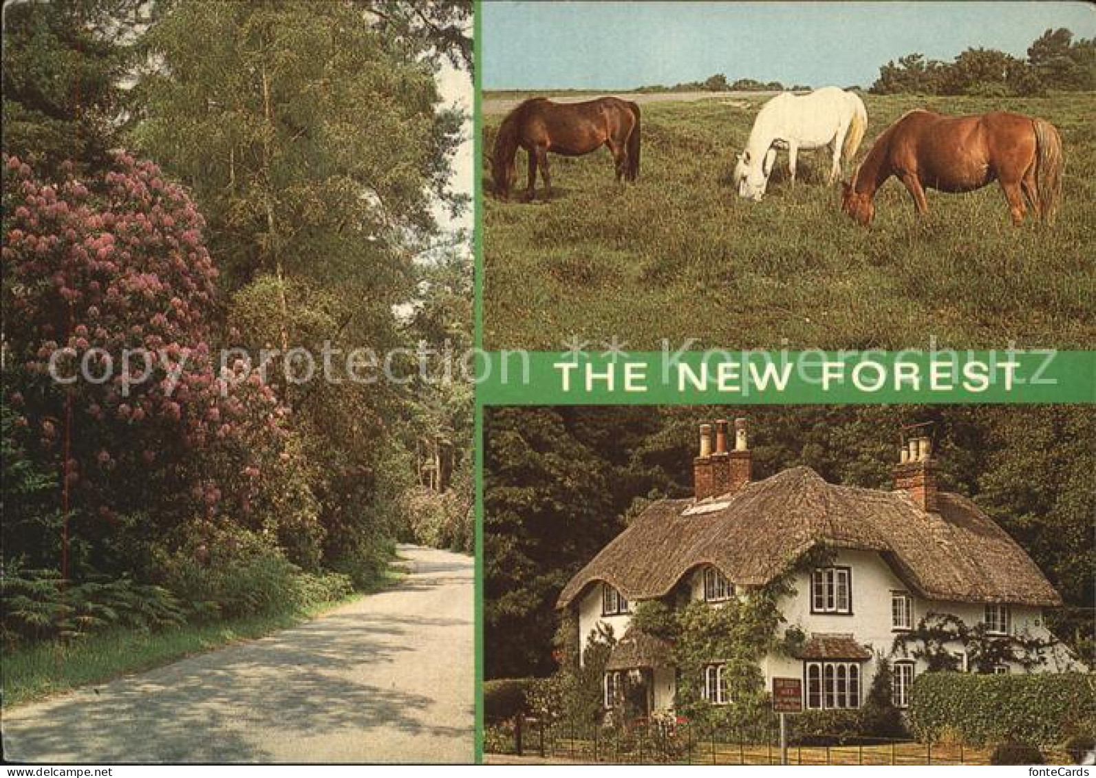 72435024 Lyndhurst The New Forest  - Autres & Non Classés