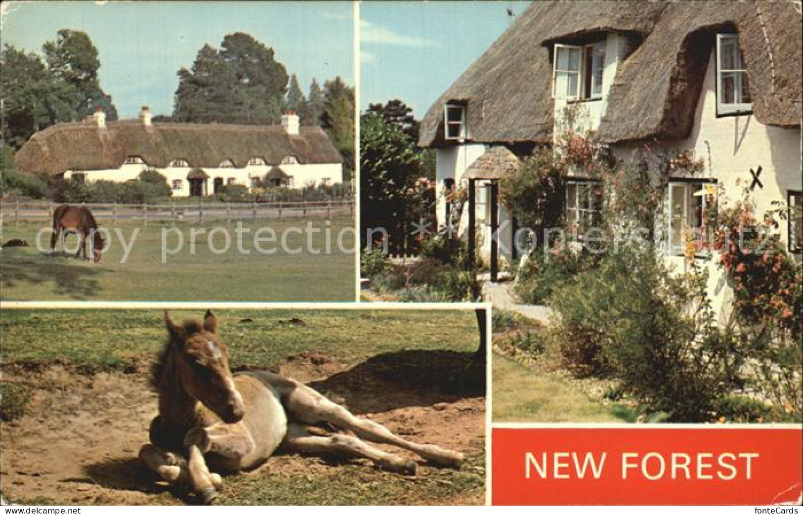 72434912 New Forest Pferd Fohlen  - Andere & Zonder Classificatie