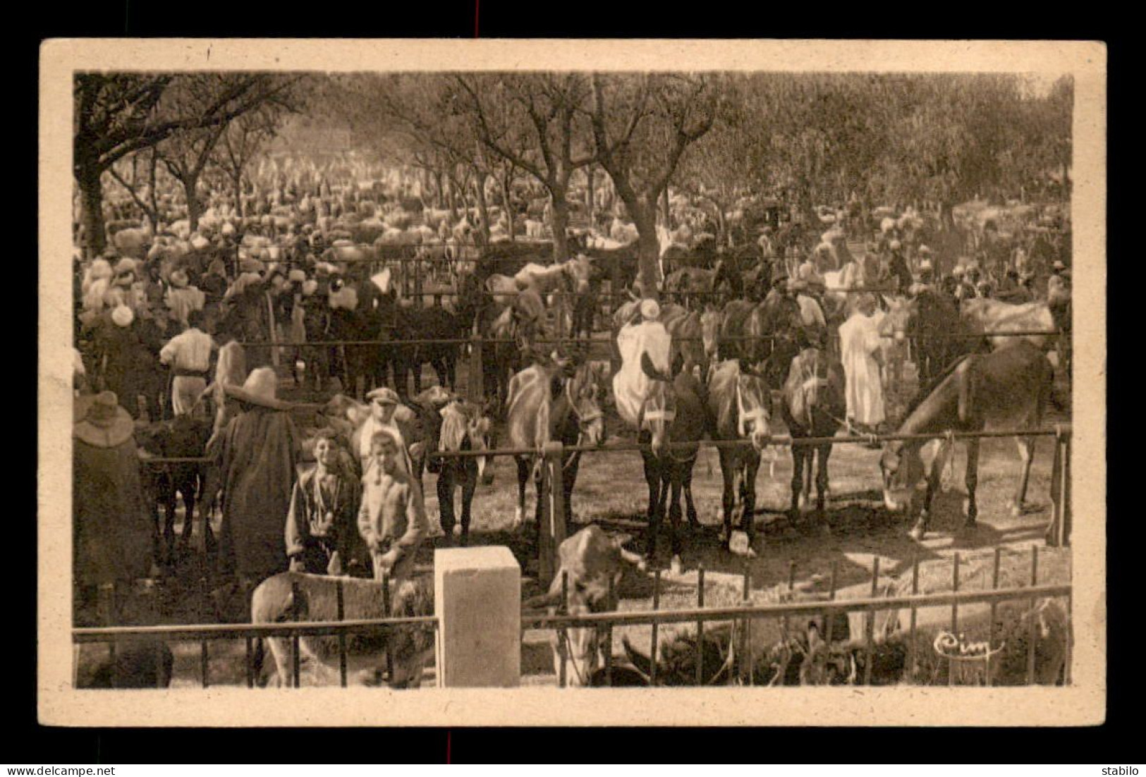 ALGERIE - MAISON CARREE - LE MARCHE AUX CHEVAUX - Andere & Zonder Classificatie