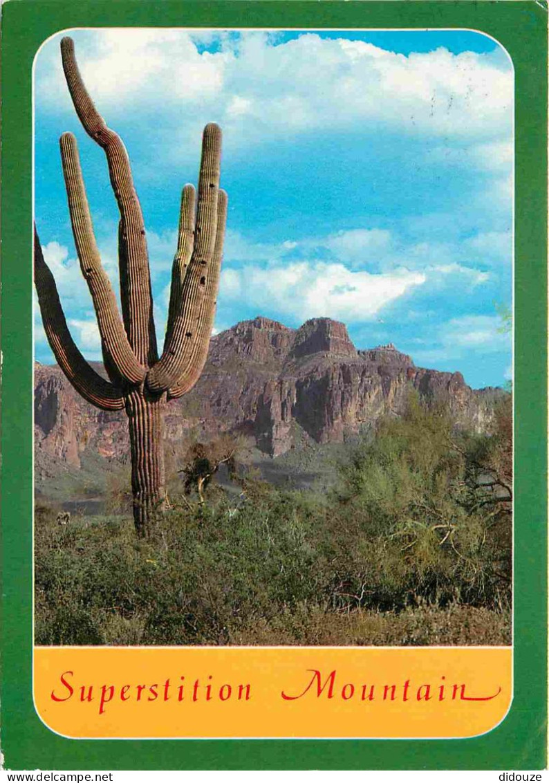 Fleurs - Plantes - Cactus - Superstition Mountain - Valley Of The Sun - Etats Unis - United States - USA - CPM - Voir Sc - Cactusses