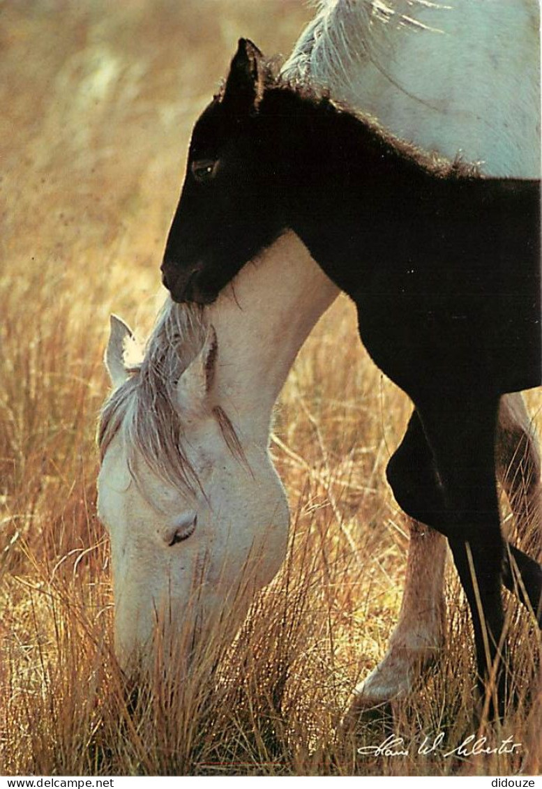 Format Spécial - 170 X 120 Mms - Animaux - Chevaux - Pouliche Et Son Poulain - Photo De Hans W. Silvester - Etat Léger P - Paarden