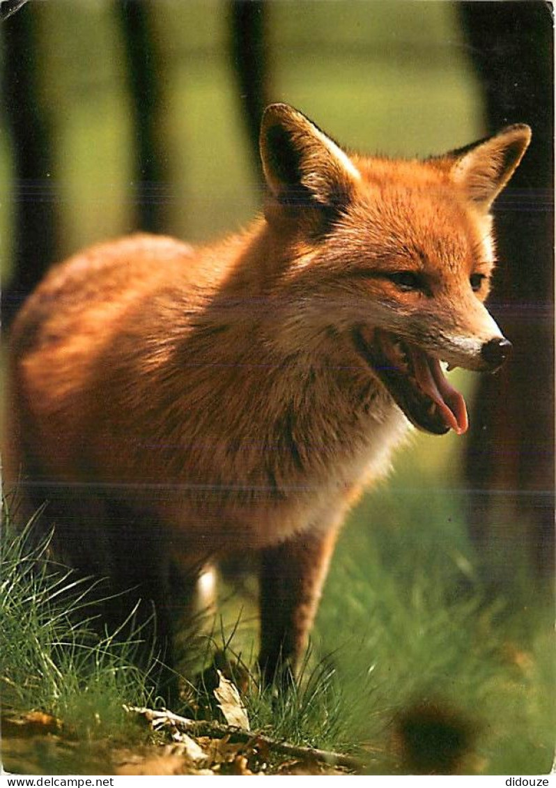 Animaux - Renards - Fox - CPM - Voir Scans Recto-Verso - Sonstige & Ohne Zuordnung