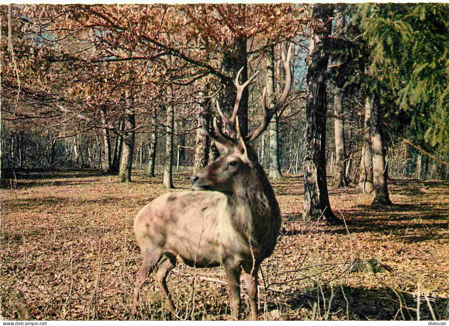 Animaux - Cervidés - Dans La Forêt De Tronçais - Cerf - Carte Dentelée - CPSM Grand Format - Voir Scans Recto-Verso - Sonstige & Ohne Zuordnung