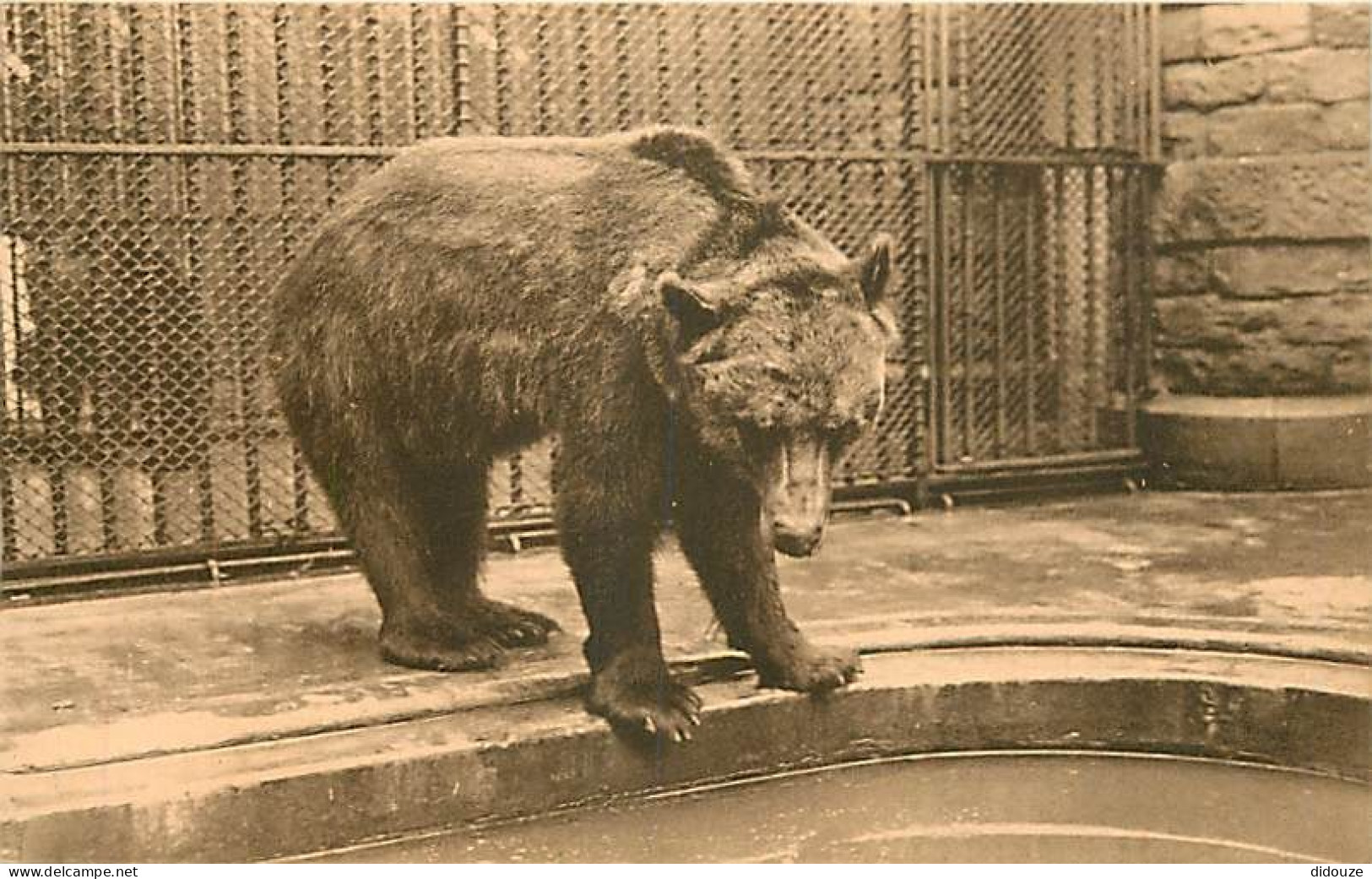 Animaux - Ours - Anvers Jardin Zoologique - Ours Brun - Zoo - Bear - CPA - Carte Neuve - Voir Scans Recto-Verso - Bären