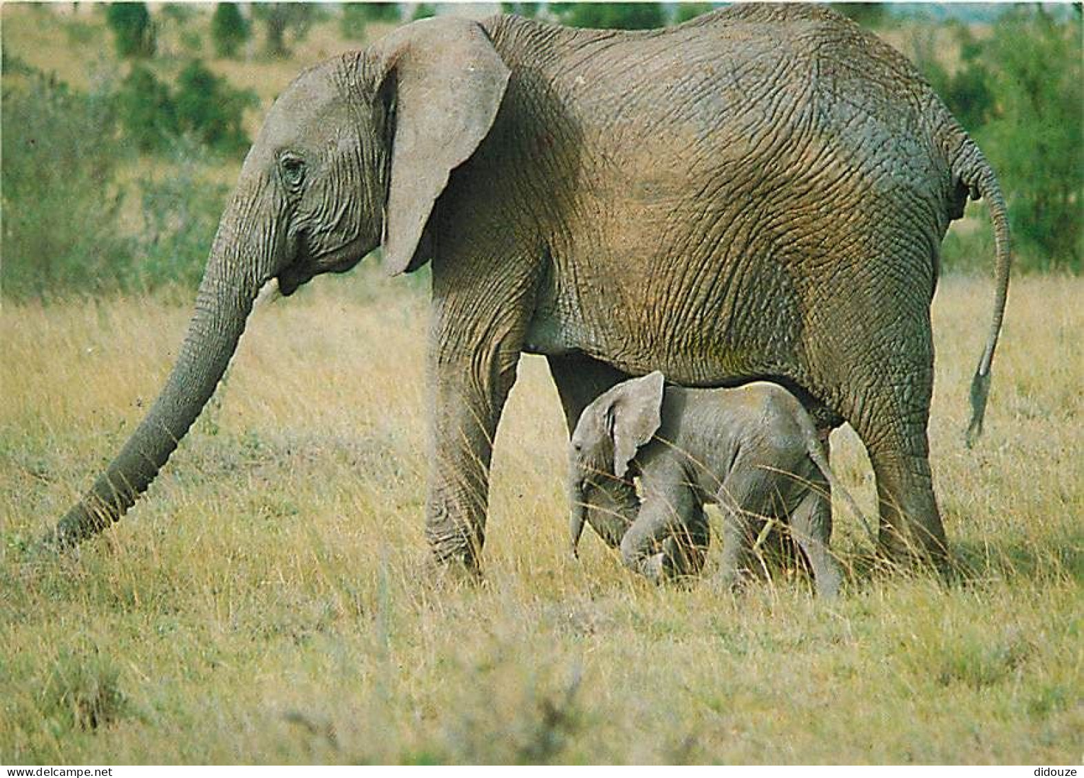 Animaux - Eléphants - Afrique - éléphanteau - CPM - Voir Scans Recto-Verso - Elephants