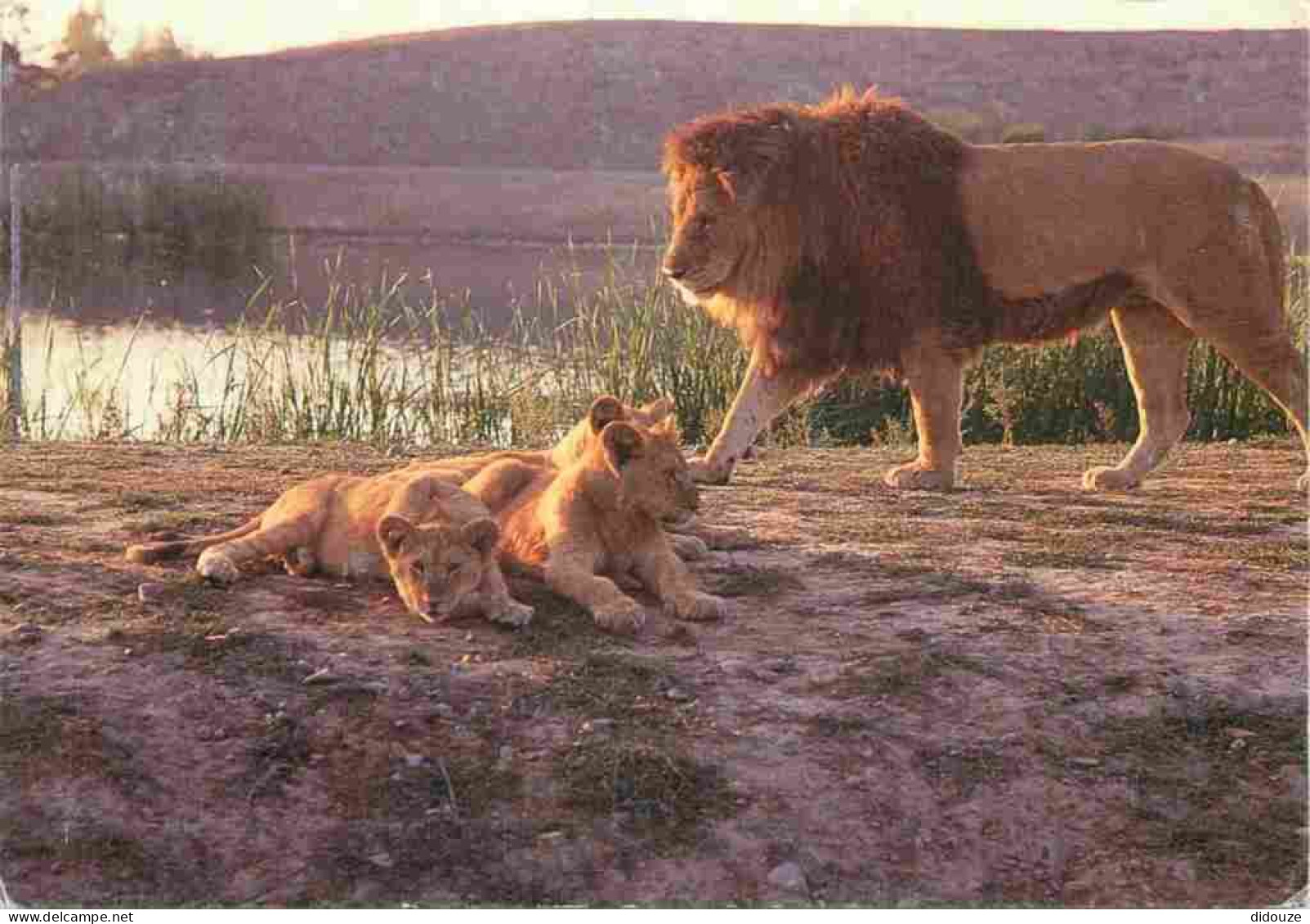 Animaux - Fauves - Lion - African Safari Plaisance Du Touch - Zoo - CPM - Carte Neuve - Voir Scans Recto-Verso - Löwen