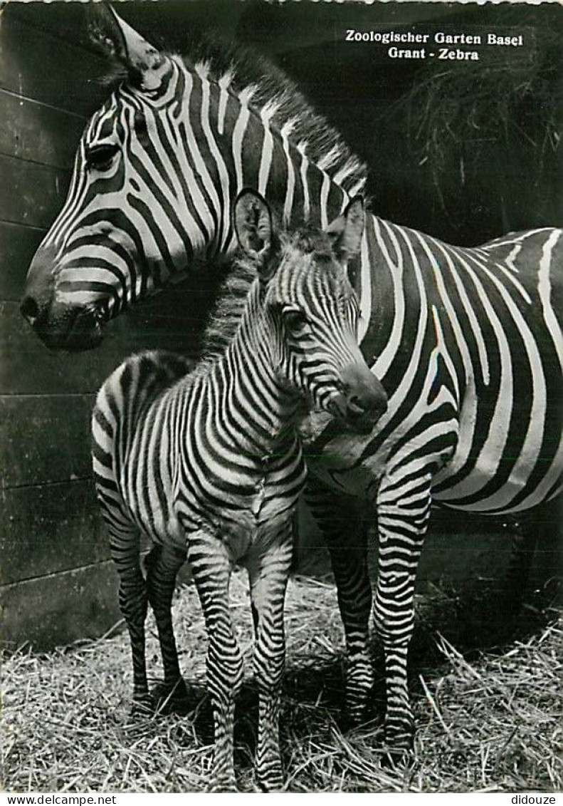 Animaux - Zèbres - Zoo De Bale - Zoologischer Garten Basel - Zèbre De Grant - Mention Photographie Véritable - Carte Den - Zebra's