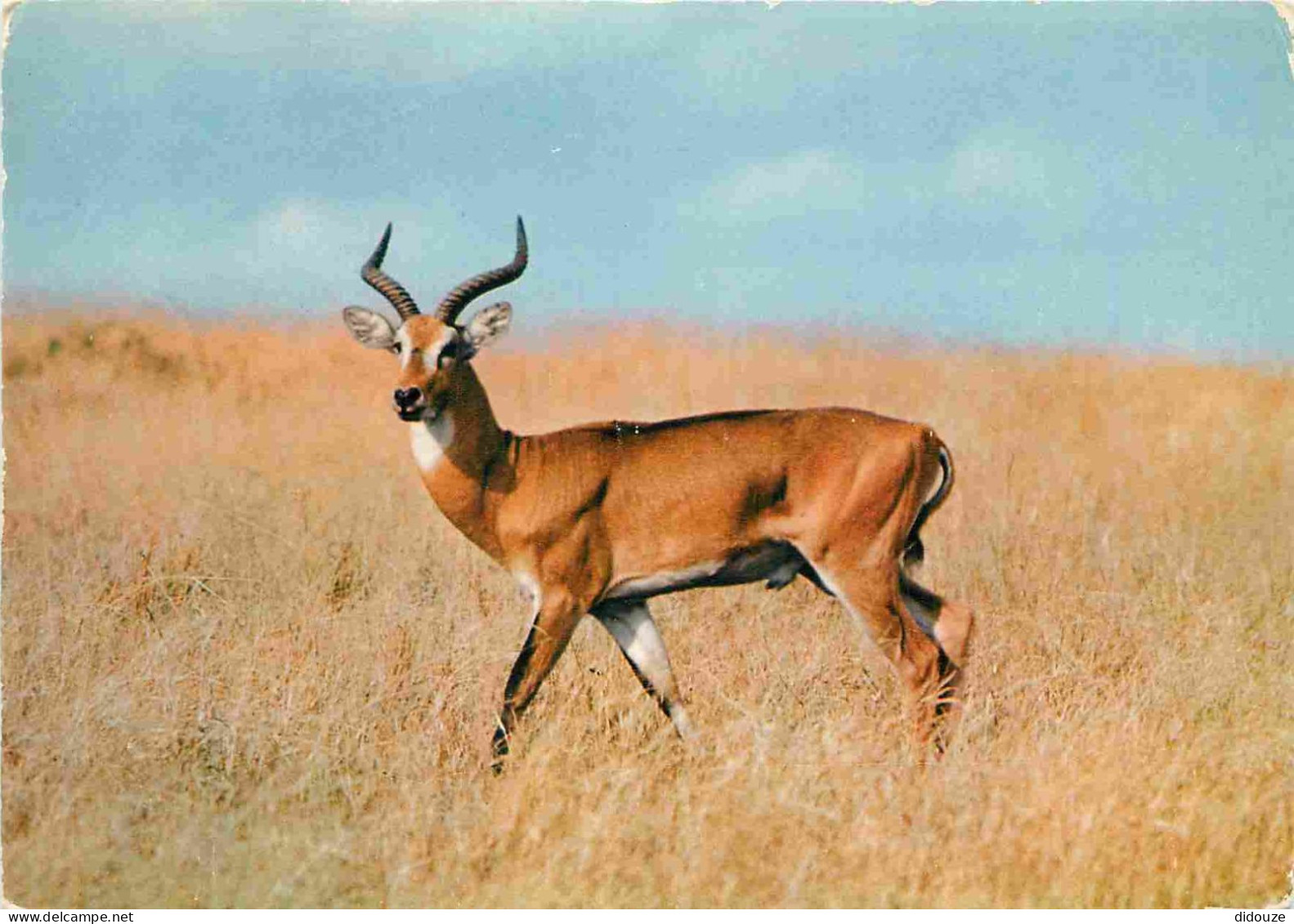 Animaux - Antilope - Faune Africaine - CPM - Voir Scans Recto-Verso - Sonstige & Ohne Zuordnung