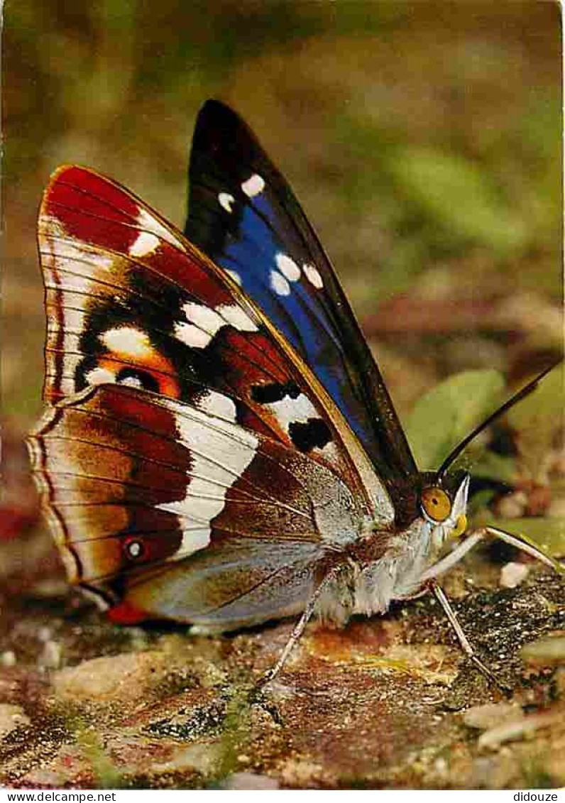 Animaux - Papillons - Apatura Iris L - Grosser Schillerfalter - Purple Emperor - Grand Mars Changeant - CPM - Voir Scans - Vlinders