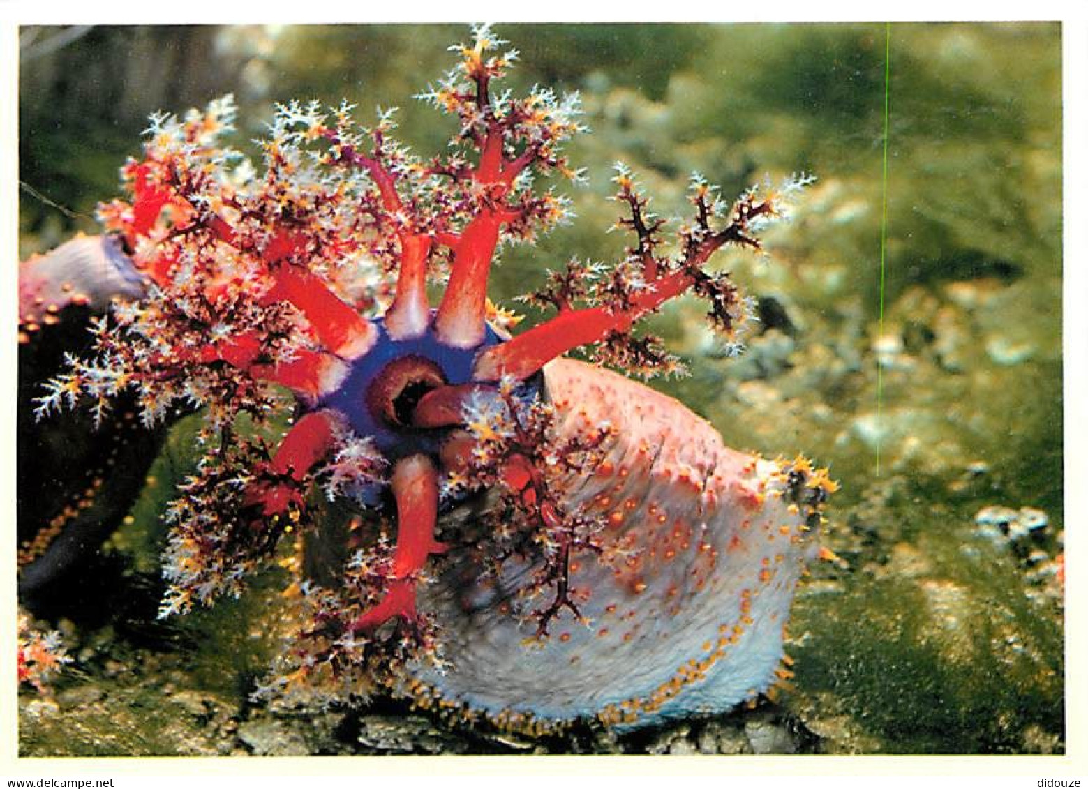 Animaux - Poissons - Aquarium De La Rochelle - Hotothurie Tricolore - Pseudocolochirus Axiologus - Carte Neuve - CPM - V - Fische Und Schaltiere