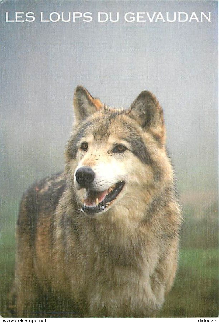 Animaux - Loups - Les Loups Du Gévaudan - Parc De Sainte Lucie à Marvejols - Zoo - Wolf - Lobo - CPM - Carte Neuve - Voi - Other & Unclassified