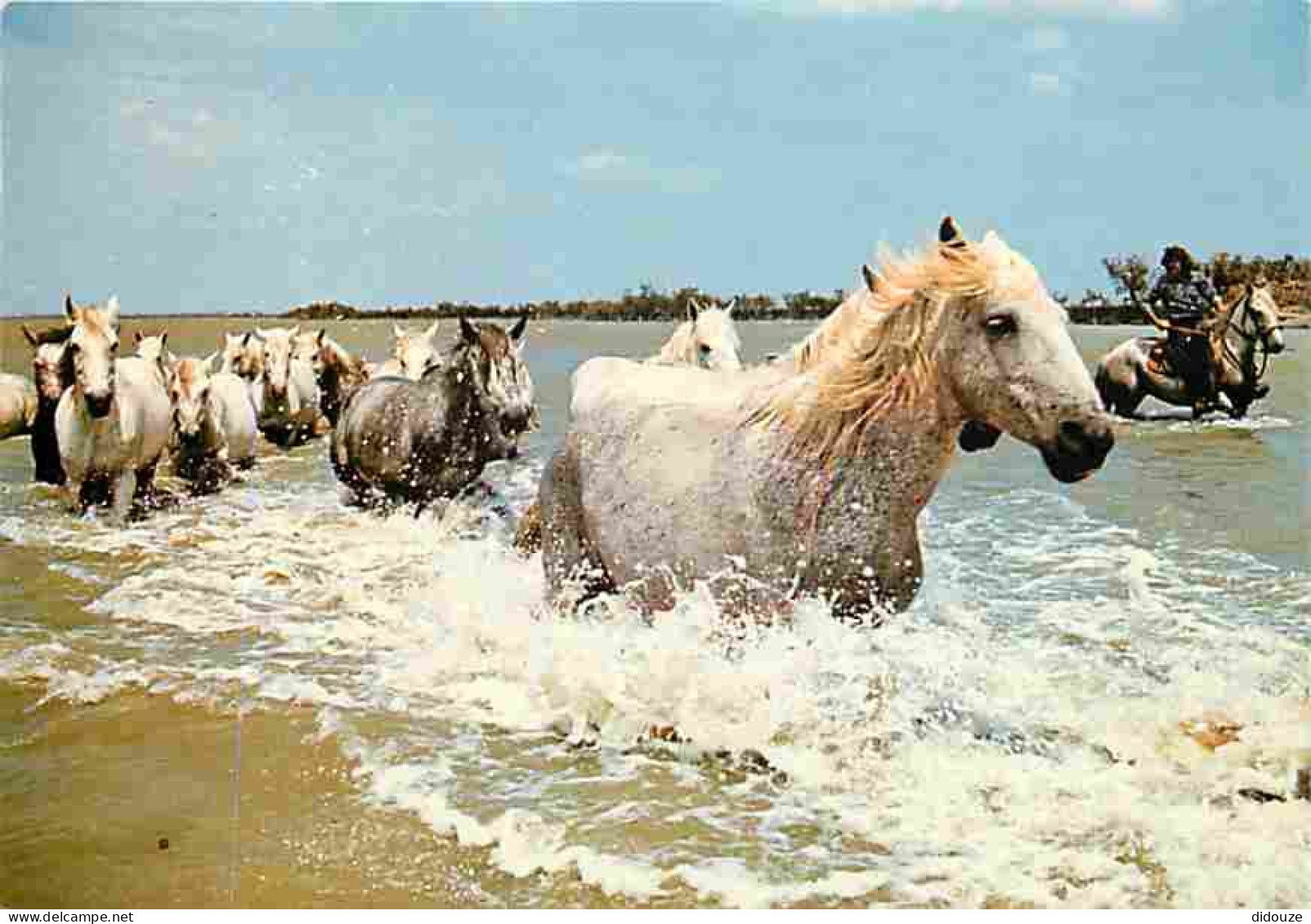 Animaux - Chevaux - Camargue - Manade De Chevaux - Flamme Postale - CPM - Voir Scans Recto-Verso - Pferde