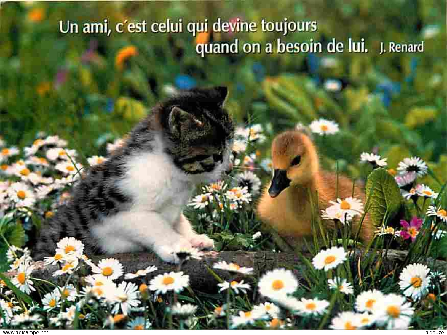 Animaux - Chats - Chatons - Canard - Caneton - Carte Neuve - CPM - Voir Scans Recto-Verso - Katzen