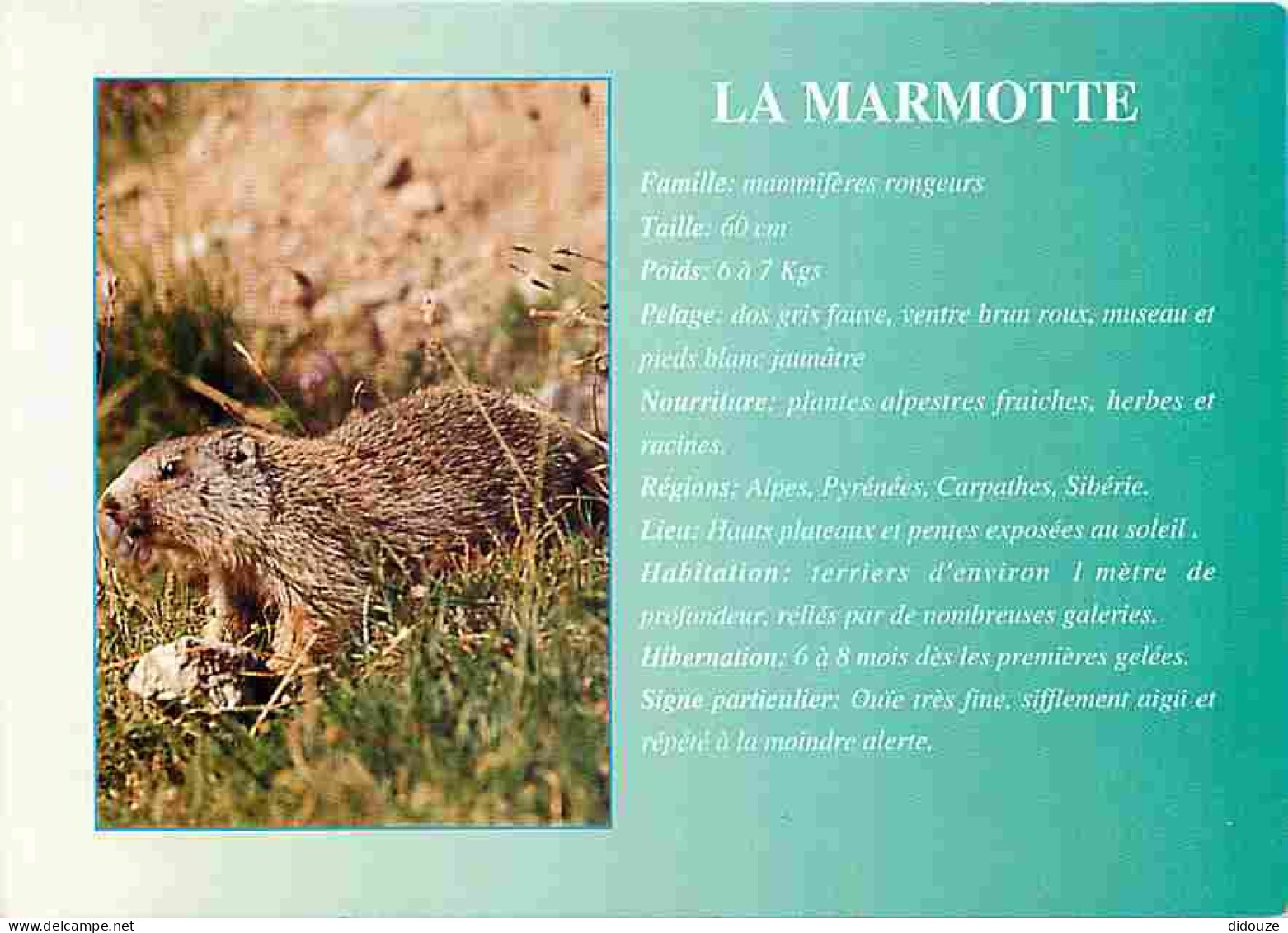 Animaux - Marmottes - CPM - Voir Scans Recto-Verso - Otros & Sin Clasificación