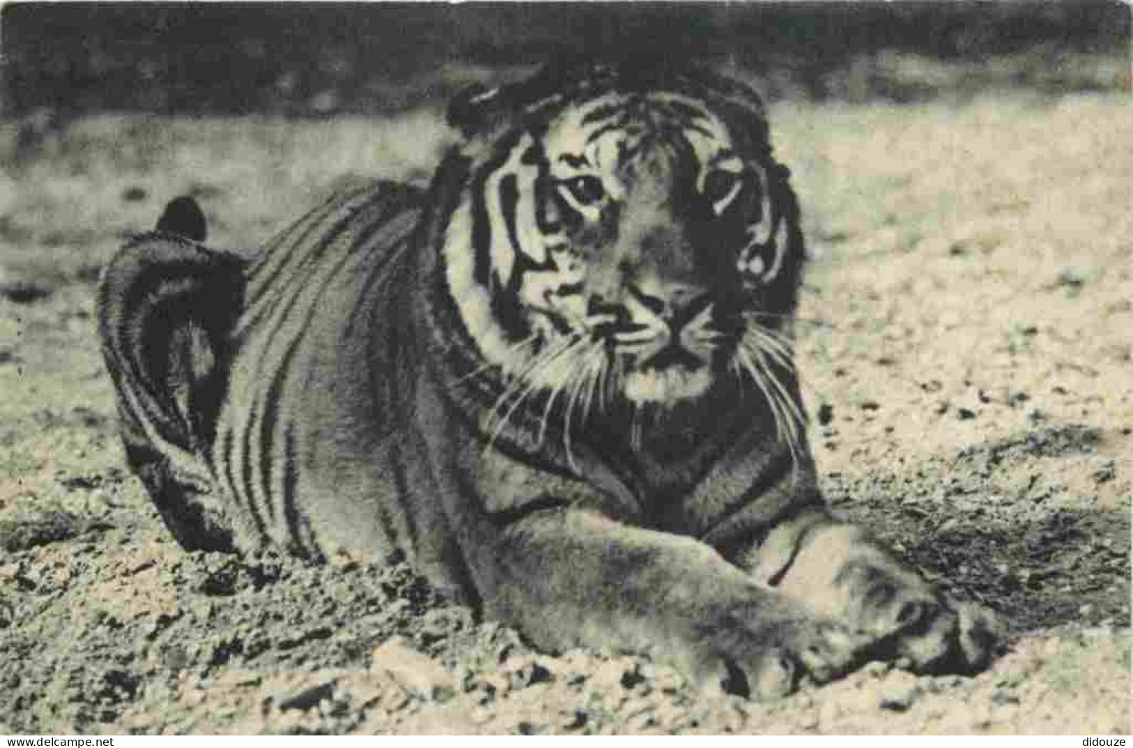 Animaux - Fauves - Tigre - Tigre Du Bengale - Museum National D'Histoire Naturelle - Parc Zoologique Du Bois De Vincenne - Tiger