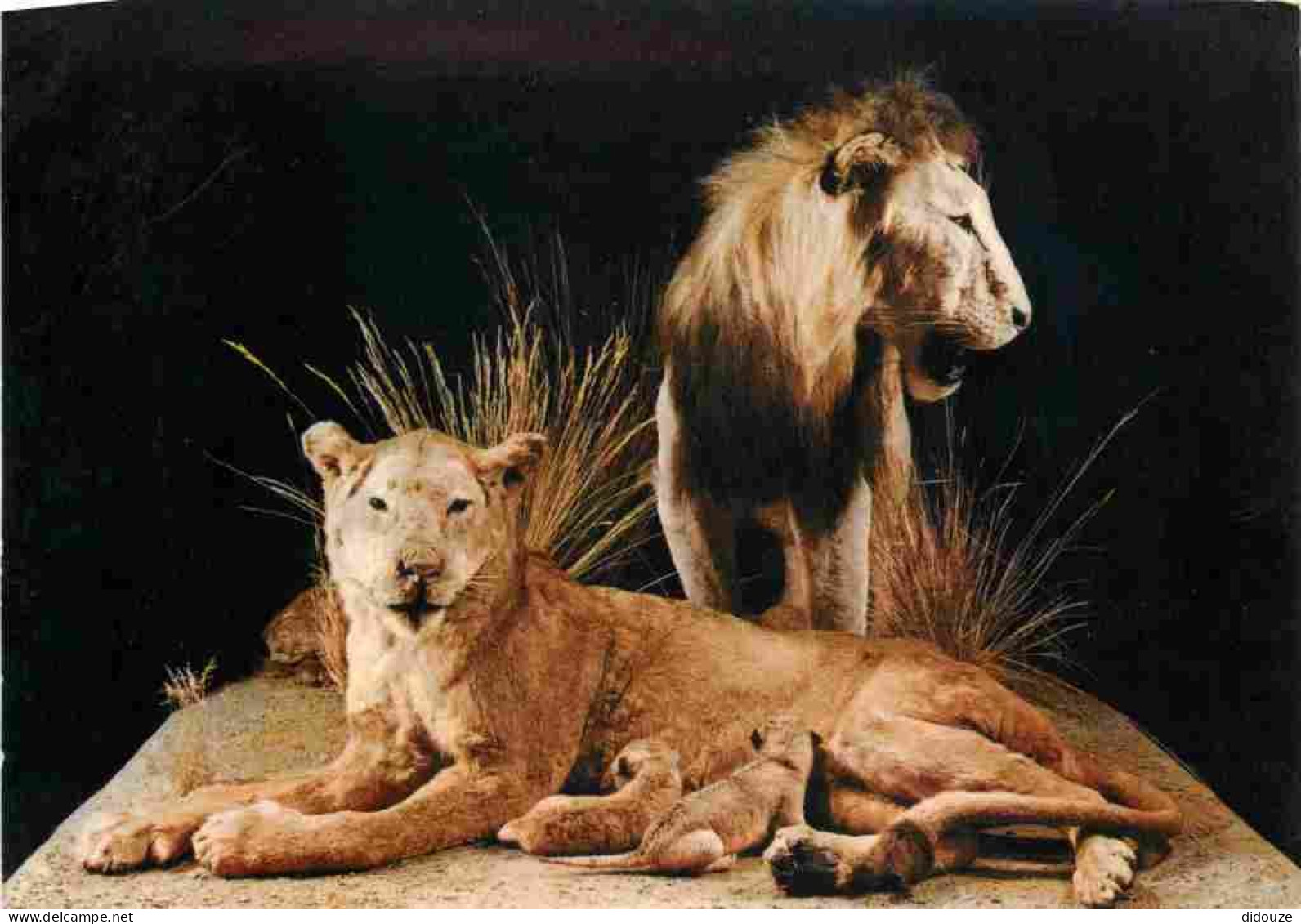 Animaux - Fauves - Lion - Museo Civico Di Storia Naturale Milano - Leone - CPM - Voir Scans Recto-Verso - Lions