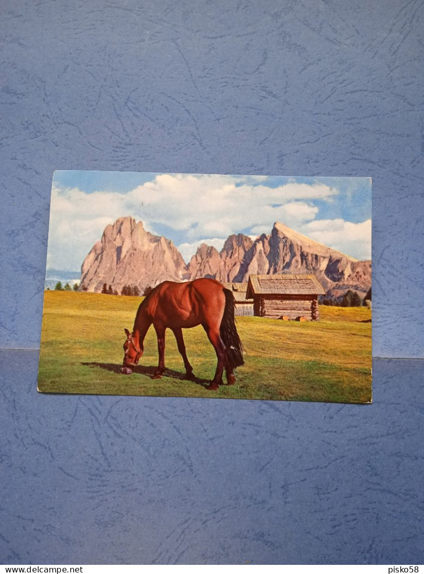 Alpe Siusi-sassolungo E Sassopiatto-fg-1960 - Horses