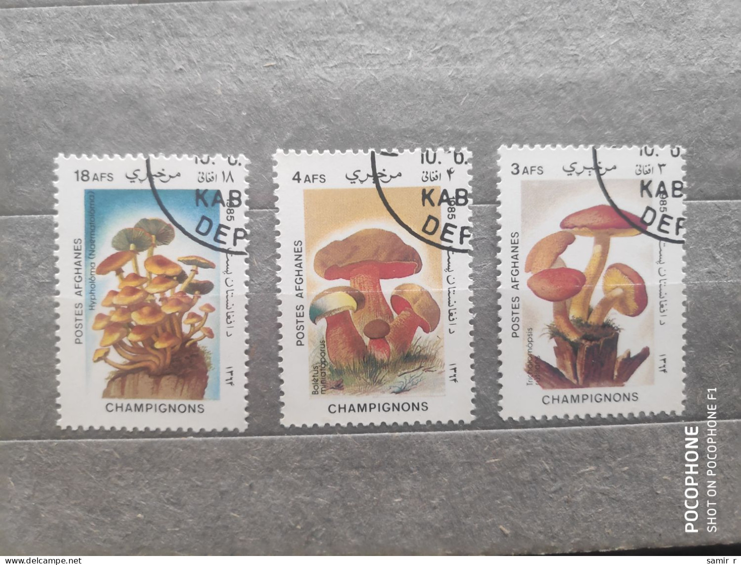 1985	Afghanistan	Mushrooms (F97) - Afganistán