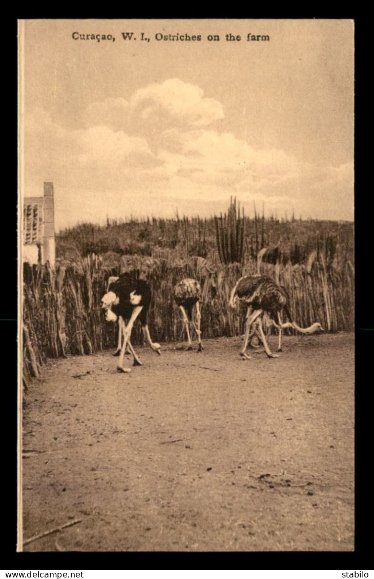 CURACAO - OSTRICHES ON THE FARM - Curaçao