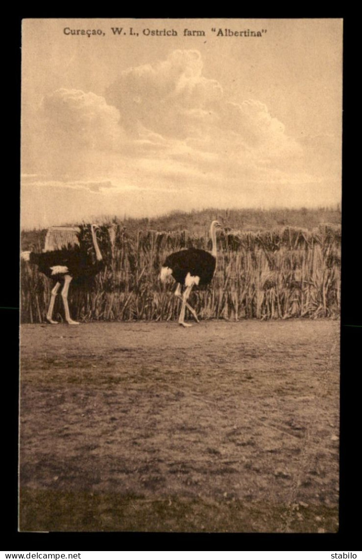 CURACAO - OSTRICH FARM ALBERTINA - Curaçao