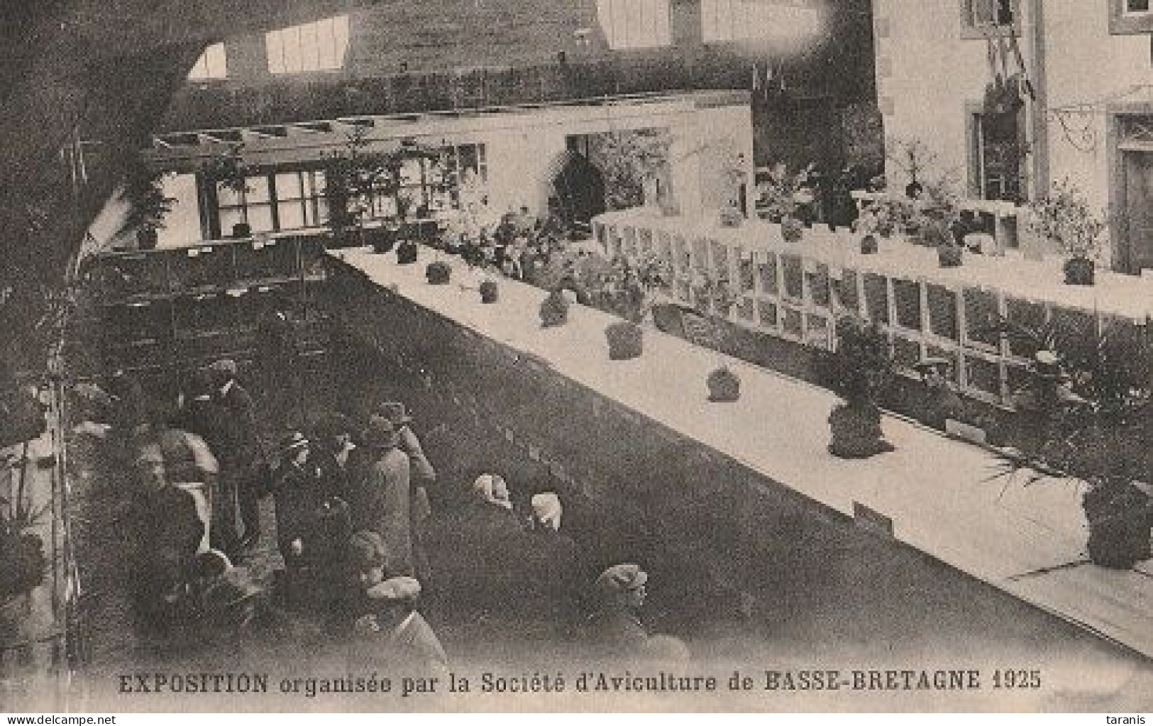 BASSE BRETAGNE - Exposition Organisée Par La Société D'Aviculture De... - 1925 - ELEVAGE - CPA TBon état - Andere & Zonder Classificatie