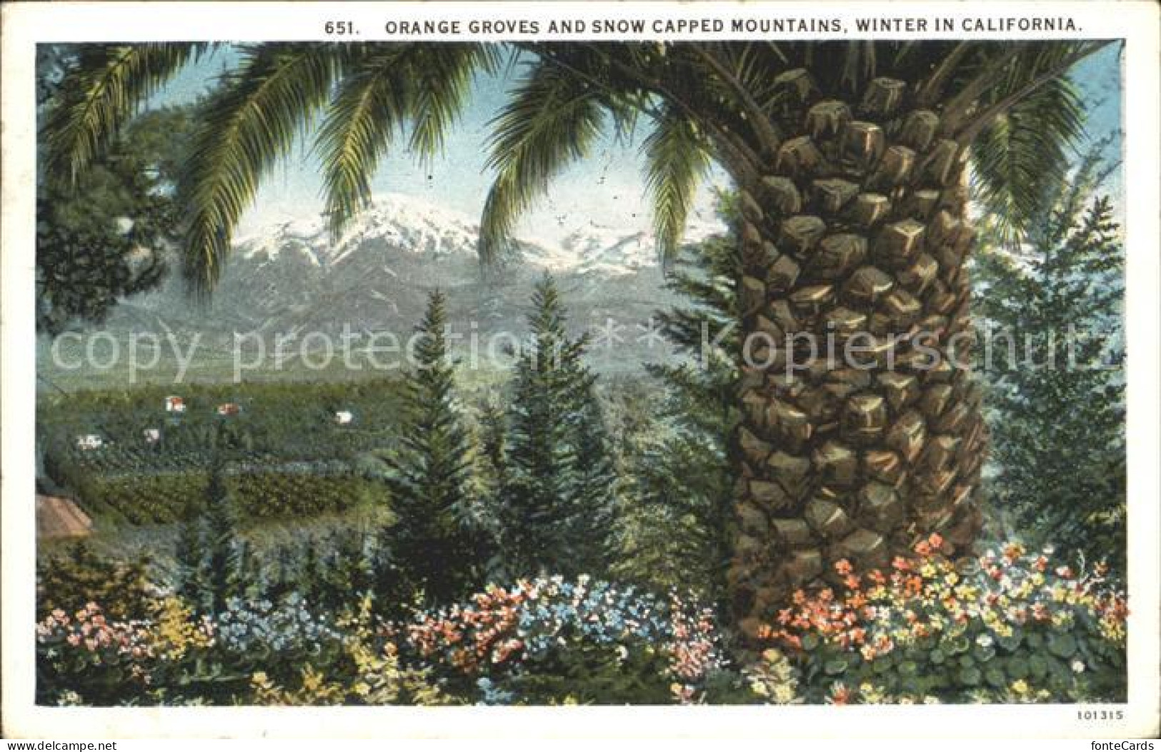 72161427 Los_Angeles_California Winter In California Orange Groves And Snow Capp - Other & Unclassified