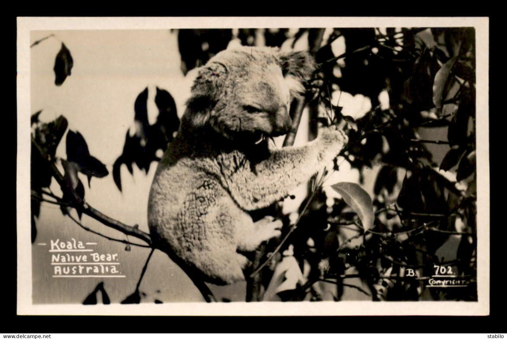 AUSTRALIE - KOALA - NATIVE BEAR - Andere & Zonder Classificatie