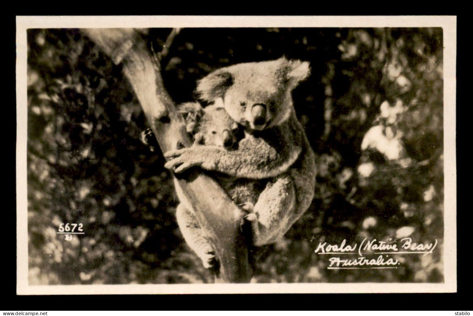 AUSTRALIE - KOALA - NATIVE BEAR - Andere & Zonder Classificatie