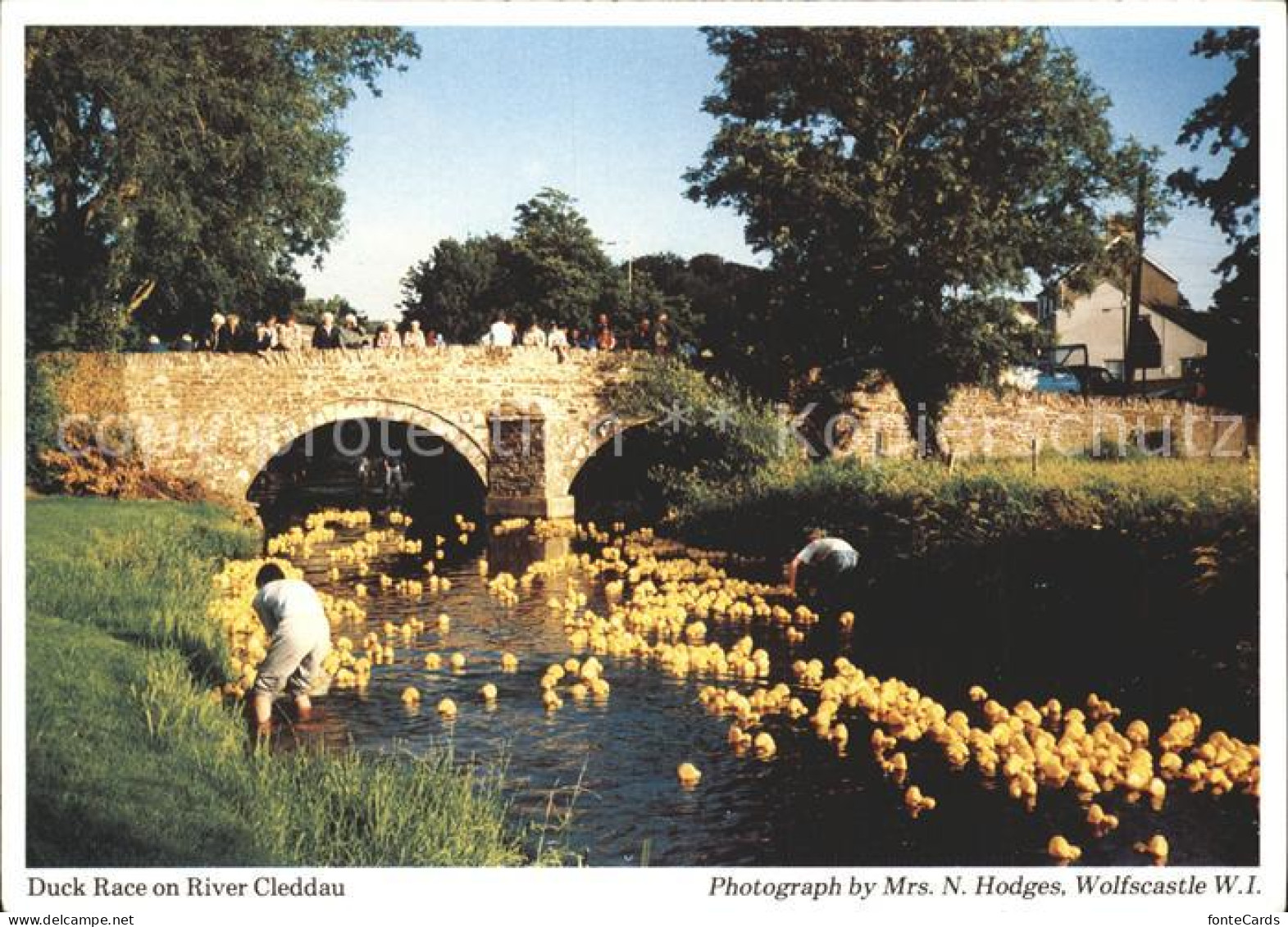 72132438 Pembrokeshire Duck Race On River Cleddau Pembrokeshire - Andere & Zonder Classificatie