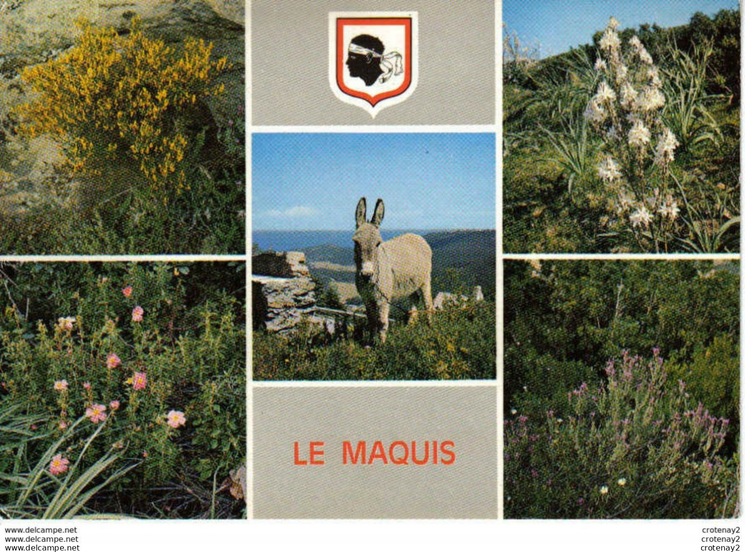 Corse Ile D'Amour N°504 Bouquet Du Maquis Ane 5 Vues Fleurs Colomba VOIR DOS - Other & Unclassified