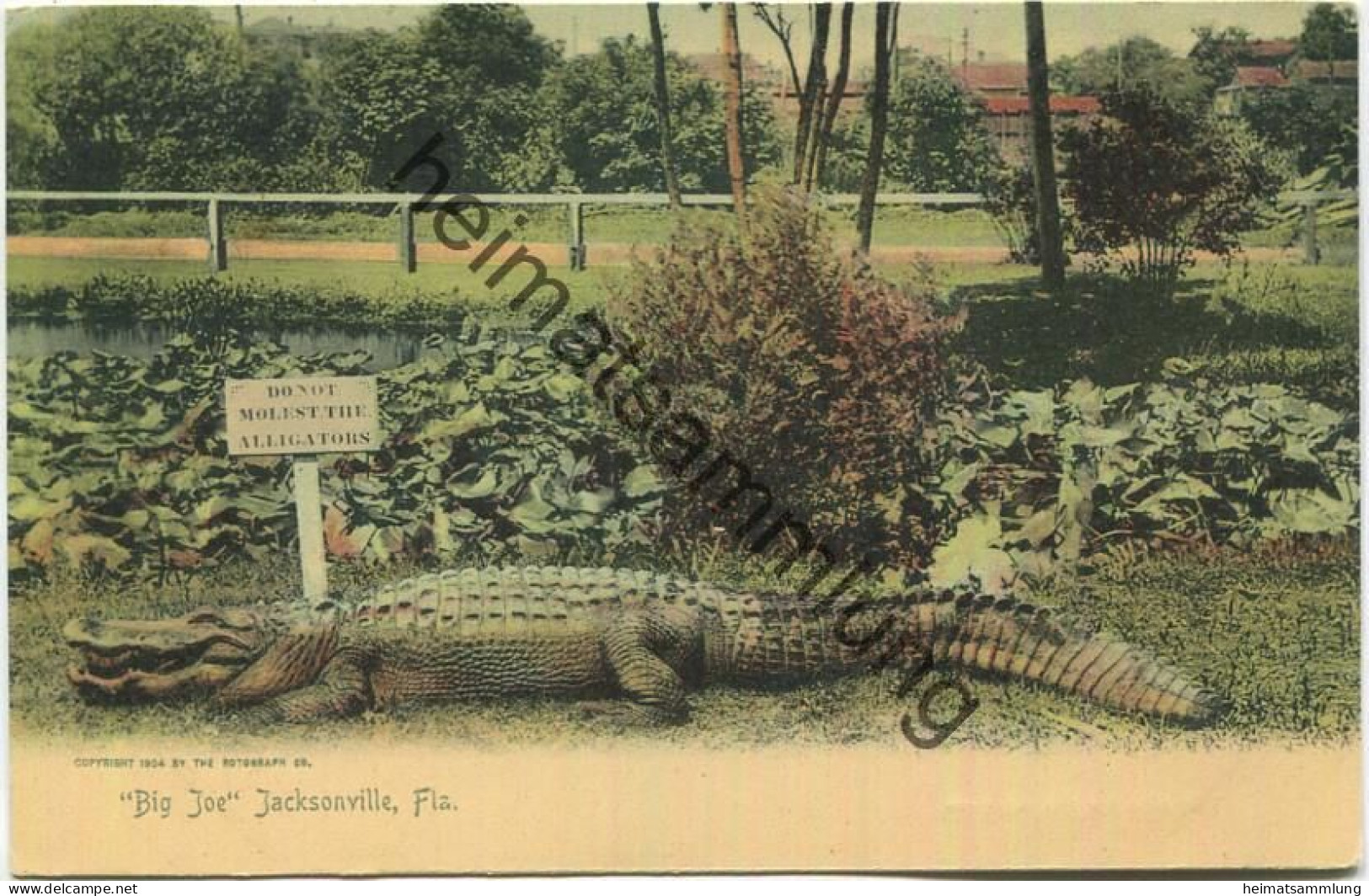 Florida - Jacksonville - Big Joe - Alligator - Edition The Rotograph Co. N. Y. City 1904 - Jacksonville