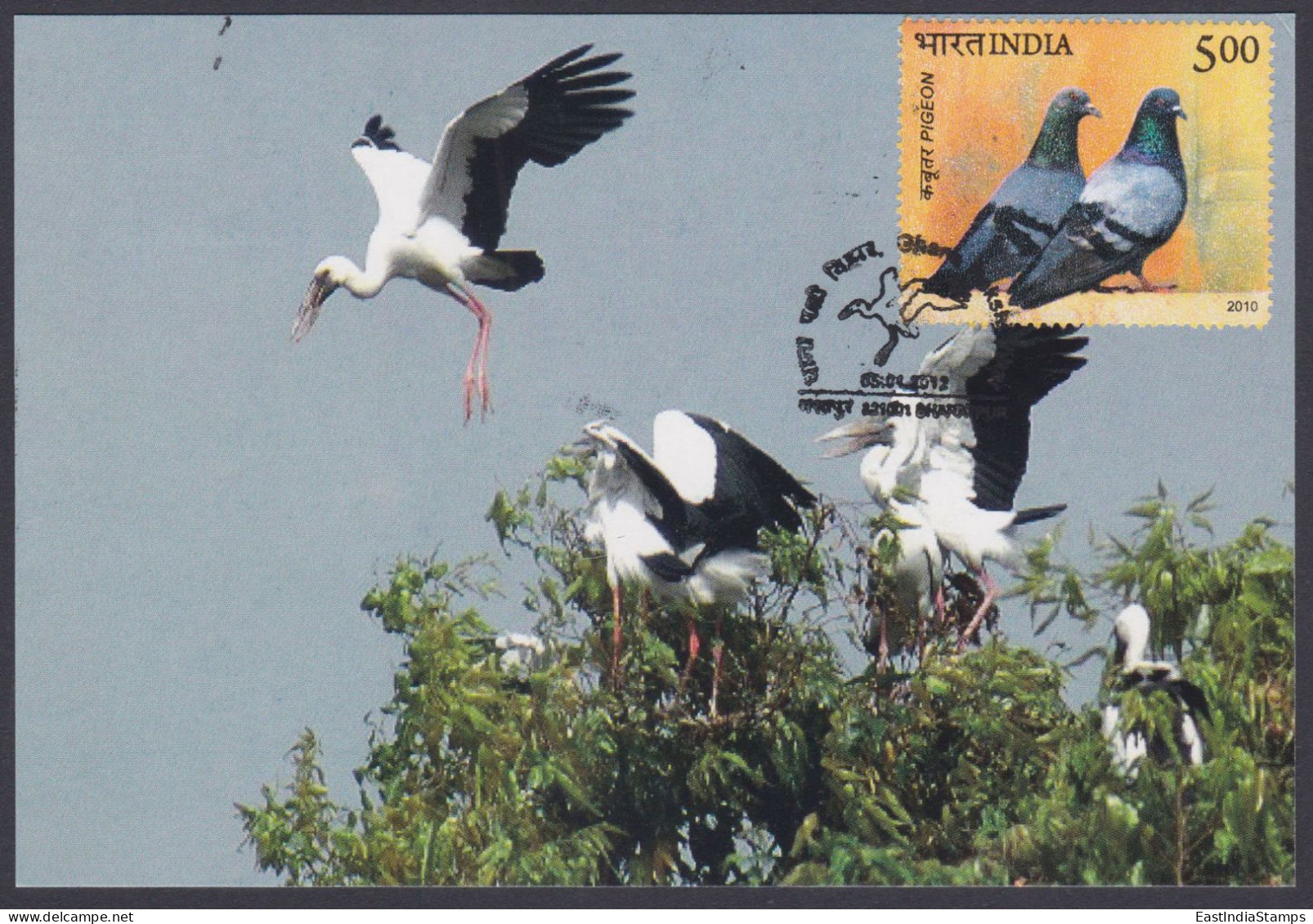 Inde India 2012 Maximum Card Ghana Pakshi Vihar, BHaratpur, Stork, Bird, Birds, Storks, Pigeon, Max Card - Cartas & Documentos