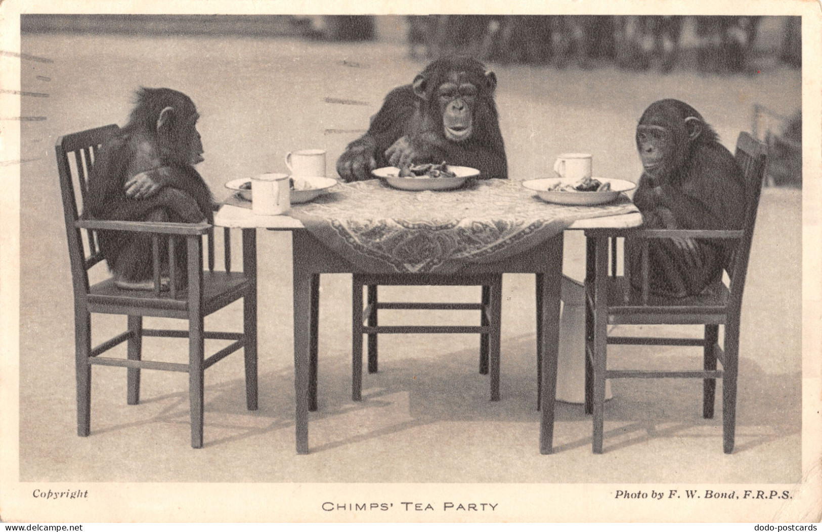 R333820 Chimps Tea Party. Gardens Of The Zoological Society Of London. F. W. Bon - Autres & Non Classés