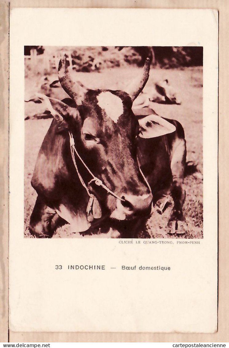 01014 ● Boeuf Domestique Indochine Datée 11.07.1946 ¤ Cliché QUANG TRONG Pnon-Penh Photo NADAL 33 Indo-Chine Viet-Nam - Vietnam