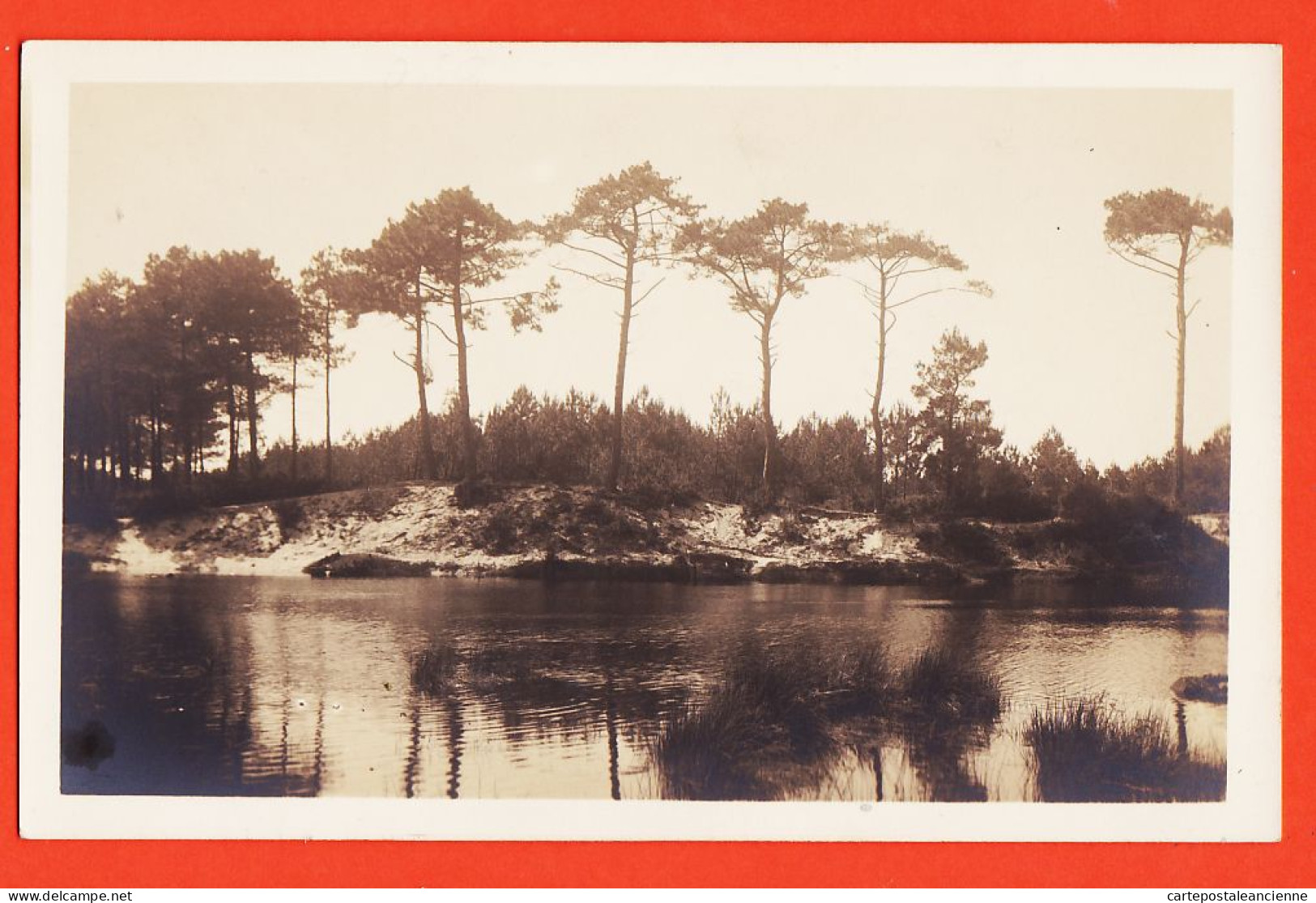 01402 / Carte-Photo Paysage LANDAIS Ou GIRONDE Ou PAYS BASQUE Lac Dune Pins à Localiser 1940s - Autres & Non Classés